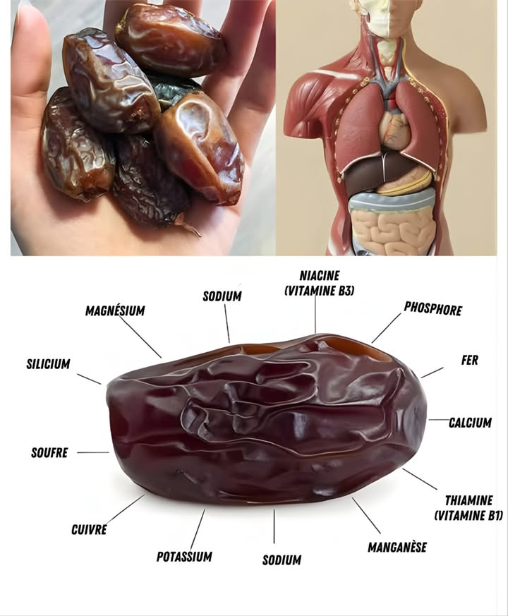 LE FRUIT LE PLUS SAIN DE LA TERRE : LE DATTIER
Un aliment ancestral capable de nourrir une personne avec seulement des dattes et de leau. Dans de nombreuses familles, on raconte que sept dattes par jour suffisent pour une longue vie  un véritable trésor du désert.

 Un super-aliment riche et complet
Dattes fraîches ou sèches, ces fruits du Moyen-Orient et dAfrique du Nord offrent un concentré dénergie, de fibres, minéraux et antioxydants.

 Profil nutritionnel remarquable
 Magnésium, potassium, calcium, manganèse
 Fer et phosphore essentiels
 Vitamine A pour la vision et la peau
 Fibres abondantes pour une digestion fluide
 Faibles en graisses, modérés en protéines
 Antioxydants flavonoïdes, caroténoïdes, acides phénoliques protecteurs contre linflammation

 Énergie naturelle durable
Les sucres naturels apportent vitalité sans pic brutal. Idéal pour sportifs, journées actives ou petites faiblesses. Parfaits en pré ou post-entraînement.

 Digestion & flore intestinale
Les fibres préviennent la constipation, nourrissent les bonnes bactéries et réduisent le risque de troubles digestifs comme le SCI.

易 Cerveau & mémoire
Les antioxydants atténuent linflammation cérébrale, soutiennent la mémoire et protègent contre le vieillissement cognitif.

領 Ossature forte & fer anti-anémie
Calcium et fer contribuent à la densité osseuse, à lénergie et à la prévention de la fatigue chronique.

 Cœur & pression équilibrée
Sans cholestérol et pauvres en graisses, les dattes aident à réduire le LDL. Leur richesse en potassium et magnésium soutient une pression artérielle stable.

 Satiété & gestion du poids
3 à 5 dattes suffisent à apaiser lenvie de sucre tout en procurant un sentiment de satiété grâce aux fibres.

綾 Idées dutilisation
 En snack naturel
 Mélangées à smoothies, salades, porridges
 Dans des desserts ou energy balls
 Avec fruits secs et graines pour un mix énergétique

 Les dattes : un indispensable bien-être
Un super-aliment polyvalent qui soutient la digestion, renforce les os, nourrit le cerveau et protège le cœur. Une douceur naturelle au service de lénergie, de léquilibre et de la vitalité quotidienne.