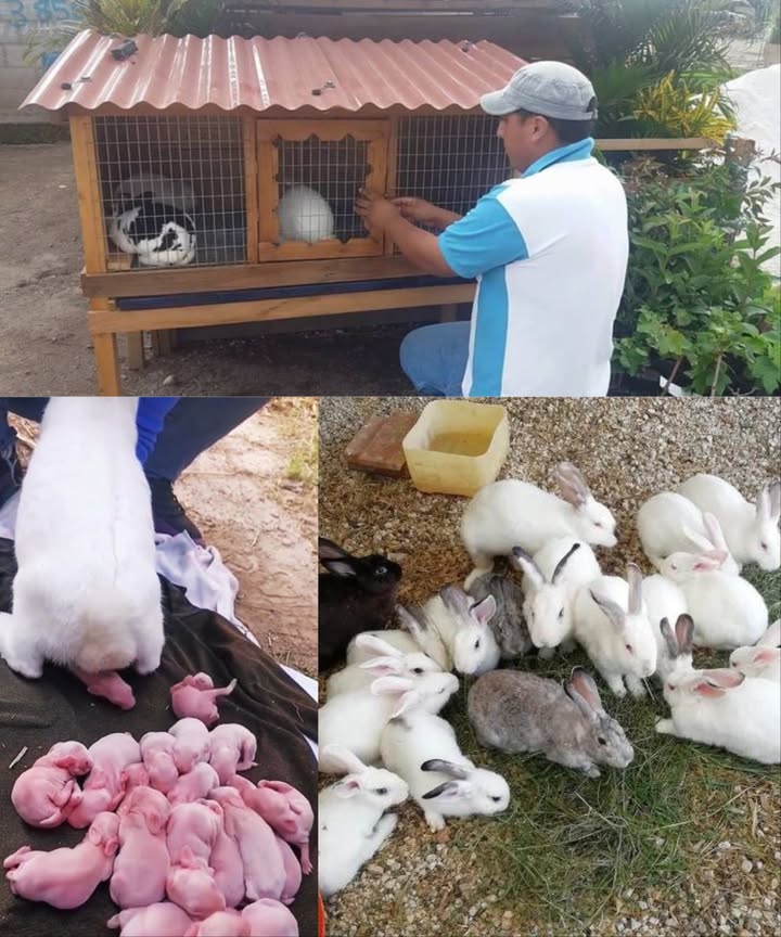 Tener conejos en el jardín puede ser una experiencia encantadora y ecológica! Aquí te comparto todos los consejos clave para cuidarlos bien y mantenerlos seguros en casa:

 Libres o en recinto?
 Lo mejor es tenerlos en un espacio cerrado para evitar fugas.
 Revisa bien el terreno y elimina cualquier objeto peligroso grava, cristales, escombros.

 La conejera, su hogar seguro
 Tamaño ideal: 100 cm alto x 90 cm ancho x 60 cm profundidad.
 Debe estar protegida de depredadores como gatos, perros o zorros.
 Cubre el suelo con paja y protégelo de la humedad.
 Incluye cuencos para agua, comida, heno, y una zona exterior techada con sombra.

 Dónde colocarla
 Elige un sitio resguardado del viento y frío usa paja extra en días helados.
 Evita que la temperatura baje de 15 C, sobre todo si son conejos enanos.
 Si el terreno es inclinado, ubícala en la parte alta para evitar inundaciones.
 Asegúrate de que haya zonas con sol y sombra.
 Eleva la base del refugio para que no escaven túneles.

塞 Alimentación sana y segura
 Son herbívoros: necesitan heno, hierbas, plantas y hojas.
 Frutas y verduras ideales: zanahoria, rábano, apio, berros, trébol, espárragos, diente de león.
 Prohibidas: lechuga, brócoli, alcachofas y guisantes pueden alterar su digestión.
 Agua fresca siempre disponible.

 Cuidado con las plantas tóxicas!
 Evita lirio de los valles, narciso, laurel, tejo, helechos, amapola, acebo.
 No uses pesticidas ni insecticidas en su entorno.

力 Protección contra depredadores
 Por las noches, resguárdalos en casa o en un recinto bien cerrado.
 Entierra las vallas al menos 40-50 cm para que los depredadores no excaven.
 Usa entradas pequeñas que impidan el paso a animales grandes.

 Estiércol valioso
 Su estiércol es un fertilizante natural excelente! Úsalo en tu huerta o jardín como abono ecológico.

 Criar conejos en casa es posible si sigues estos cuidados. Ellos te lo agradecerán con su ternura y tu jardín también!