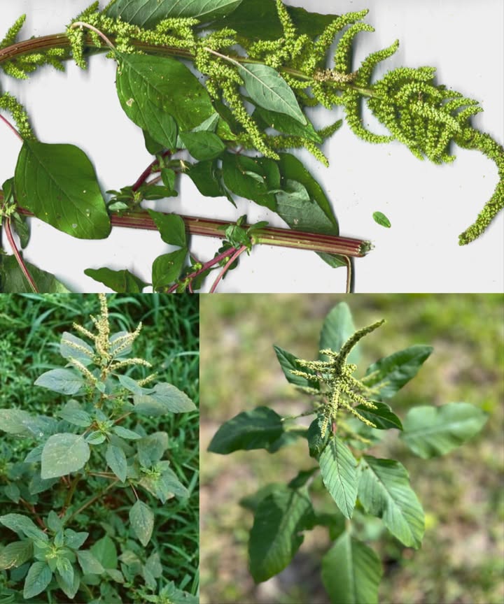 Bledo blanc : le vert médicinal oublié 

 Riche en vitamines A, C, K et en minéraux essentiels comme le fer, le calcium et le magnésium.
 Anti-inflammatoire, dépuratif et cicatrisant naturel.
 Utilisé en cuisine, en infusion et dans de nombreux remèdes traditionnels.

 Bienfaits principaux :
 Améliore la digestion et soulage la constipation
 Détoxifie le foie et purifie le sang
 Aide à combattre lanémie grâce à sa richesse en fer
 Réduit linflammation et favorise la cicatrisation
 Agit comme diurétique et soutient les voies urinaires
 Fait baisser la fièvre et renforce les défenses naturelles
 Régule le cycle menstruel et apaise les crampes

 Comment lutiliser :
 Tisane  Laisser infuser les feuilles fraîches ou sèches 10 à 15 min dans leau bouillante.
 Cataplasme  Appliquer les feuilles écrasées sur la peau irritée ou les plaies.
綾 En cuisine  Cuisiner comme des épinards dans les soupes, ragoûts ou poêlées.

 Éviter les zones polluées et consommer avec modération en cas de calculs rénaux ou de sensibilité aux oxalates.

 Un super-aliment naturel à redécouvrir, qui pousse tout près de vous et mérite de revenir dans nos assiettes.