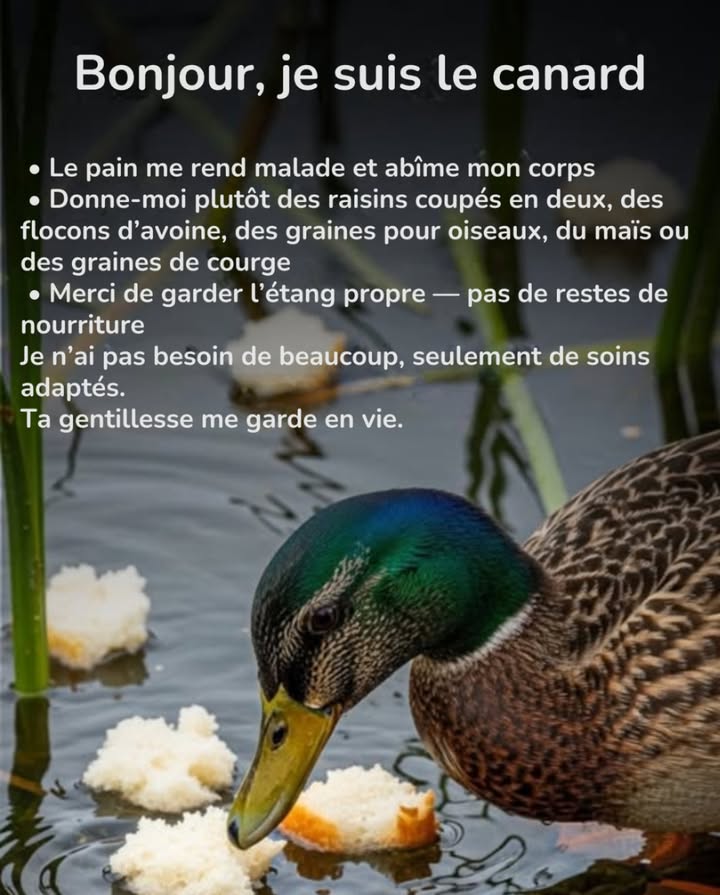 La prochaine fois que vous venez me voir, laissez le pain de côté ! 
Il peut nuire aux canards, provoquant malnutrition et malformations.
Apportez plutôt des raisins coupés en deux, des flocons davoine, du maïs concassé ou des graines de courge  de petits gestes qui sauvent des vies ! 閭
Une alimentation saine aide la faune à prospérer et garde les écosystèmes propres.