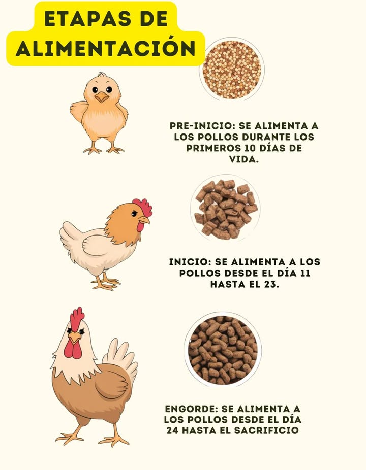 Etapas de alimentación para pollos de engorde 
Si quieres lograr pollos grandes y saludables en 45 días, es fundamental seguir las etapas de alimentación adecuadas. Aquí te explicamos cada una:

Etapa Preinicio Día 1-7 
Durante la primera semana, los pollitos necesitan un alimento altamente energético y rico en proteínas 22-24% para desarrollar un buen sistema digestivo e inmunológico. Proporciónales agua limpia y templada junto con alimento en pequeñas cantidades varias veces al día.

Etapa de Inicio Día 8-21 
En esta fase, los pollos necesitan una dieta con un 20-22% de proteína para fomentar el crecimiento muscular. Asegúrate de que el alimento sea de fácil digestión y complementa con vitaminas y minerales. Mantén siempre el agua fresca y limpia.

Etapa de Engorde o Crecimiento Día 22-35 
Aquí los pollos comienzan a ganar peso rápidamente. La proteína debe mantenerse en 18-20%, y el alimento debe incluir grasas saludables para mejorar la conversión alimenticia. En esta etapa, el consumo de agua aumenta considerablemente.

Etapa de Finalización Día 36-45 
Durante la última fase, los pollos deben recibir un alimento con menor contenido proteico 16-18% y más energía para mejorar la calidad de la carne. Es importante reducir el estrés y asegurar un ambiente limpio y cómodo.

Siguiendo estas etapas correctamente, conseguirás pollos grandes y saludables en solo 45 días. Una alimentación adecuada marca la diferencia

#EtapasDeAlimentación #PollosDeEngorde  #GanaderíaSostenible
