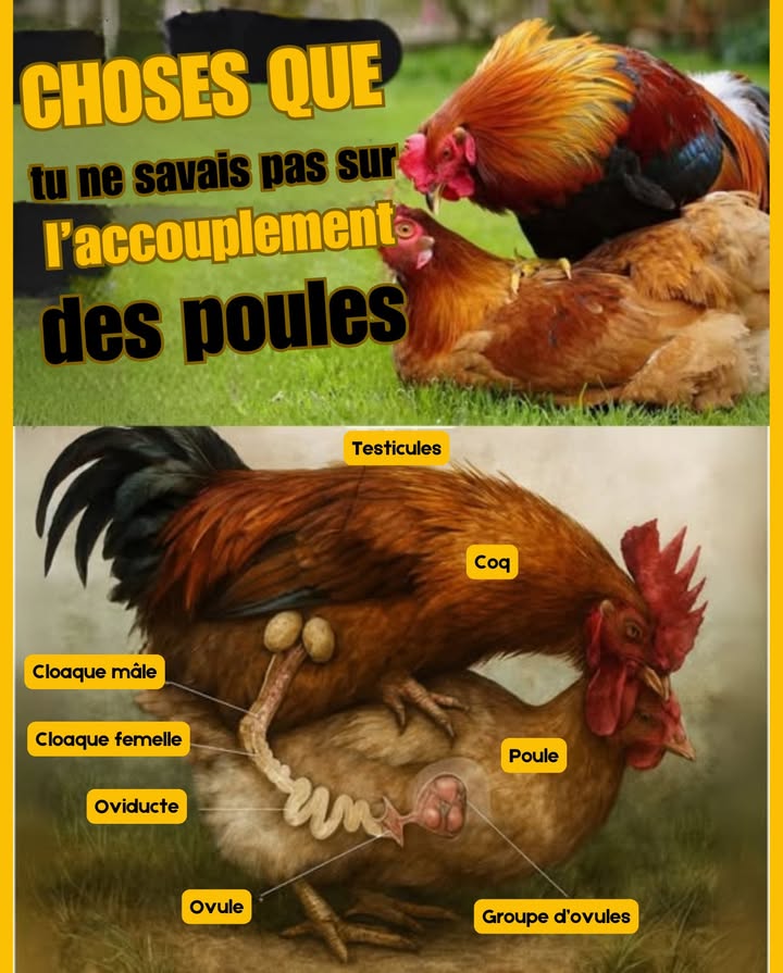 Le processus daccouplement chez les volailles 
Le coq monte sur la poule, et leurs cloaques salignent pour permettre le transfert du sperme  un geste naturel appelé  baiser cloacal .
À lintérieur, les spermatozoïdes voyagent dans loviducte jusquà atteindre lovule, où se produit la fécondation.

La poule possède plusieurs ovules en développement. Après la fécondation, chaque ovule parcourt loviducte, formant peu à peu le blanc et la coquille avant dêtre pondu. 讀
Un mécanisme fascinant, garant de la vie et de la continuité de lespèce.