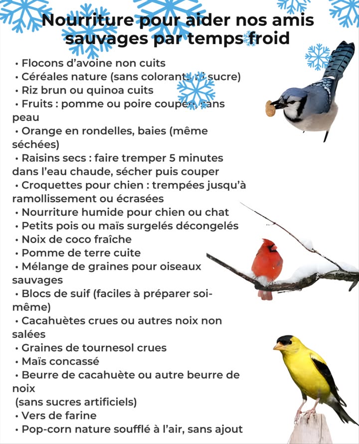 Le froid fait brûler lénergie très rapidement  ces aliments sûrs et très nutritifs aident les oiseaux à traverser la saison.