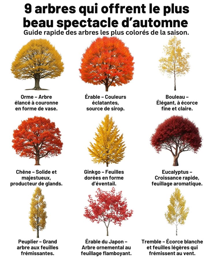 9 arbres qui offrent le plus beau spectacle dautomne 

La saison dautomne transforme la nature en un tableau vivant de rouges, dor et de cuivre. Certains arbres se distinguent par un feuillage flamboyant qui illumine les paysages de chaleur et de lumière.

 Érable  Couleurs éclatantes et teintes dorées, source du célèbre sirop.
 Orme  Arbre élancé, à la couronne élégante et aux feuilles dorées et brunes.
 Bouleau  Tronc blanc argenté et feuillage jaune vif qui illumine les forêts.
 Chêne  Majestueux et solide, ses feuilles cuivrées accompagnent la chute des glands.
 Ginkgo  Feuilles en éventail dun jaune doré étincelant, symbole déternité.
 Eucalyptus  Feuillage argenté et aromatique, touche exotique de la saison.
 Peuplier  Grand arbre gracieux dont les feuilles frémissent au vent.
 Érable du Japon  Feuillage ornemental et flamboyant, joyau des jardins.
 Tremble  Écorce blanche et feuillage léger aux reflets dor.

 Chaque arbre est une célébration de la lumière et du changement.
Leur feuillage vibrant raconte la beauté du cycle naturel, symbole de transformation et de renouveau.