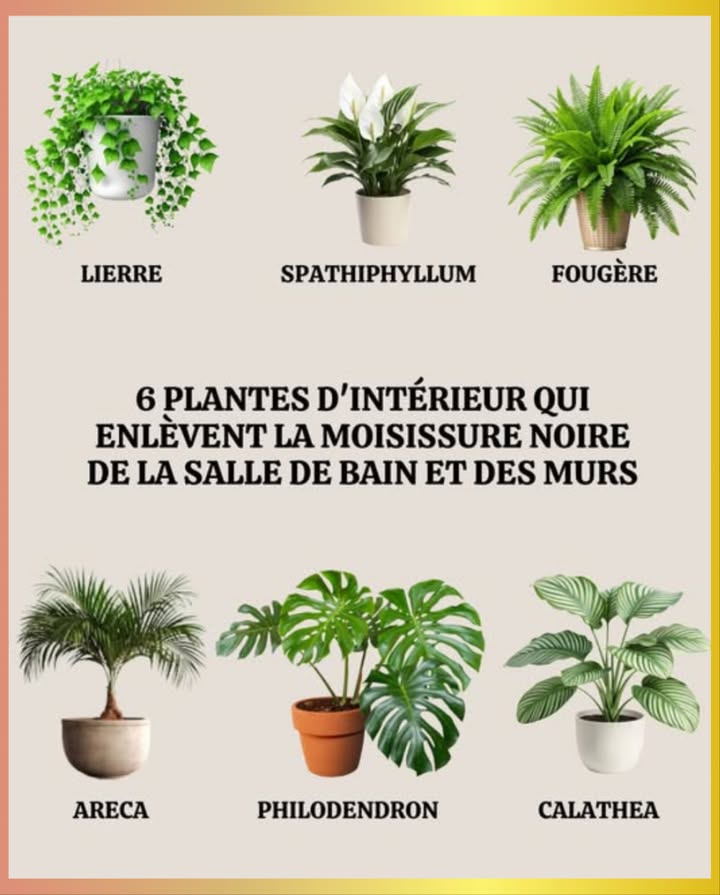 6 plantes dintérieur contre la moisissure noire 

Éliminez naturellement lhumidité et les champignons grâce à des plantes purifiantes qui assainissent votre maison.

1 Identifier la cause  Réparez toute fuite et améliorez la ventilation pour limiter lexcès dhumidité.

2 Plantes absorbantes dhumidité :
 Lierre  Purifie lair et capte lhumidité près des murs.
 Spathiphyllum Lys de la paix  Ses racines absorbent leau et bloquent les moisissures.
 Fougère  Idéale pour les pièces peu lumineuses, elle équilibre lhumidité ambiante.
 Areca  Utilise lhumidité pour croître et empêche la prolifération bactérienne.
 Falangium plante araignée  Résistante et dépolluante, elle garde les murs secs.
 Calathea  Parfaite pour les salles de bain, elle régule naturellement lhumidité.

3 Placement idéal  Disposez-les dans les zones humides : salle de bain, buanderie, murs froids ou coins peu aérés.

Grâce à ces plantes, votre intérieur reste sain, frais et sans produits chimiques.