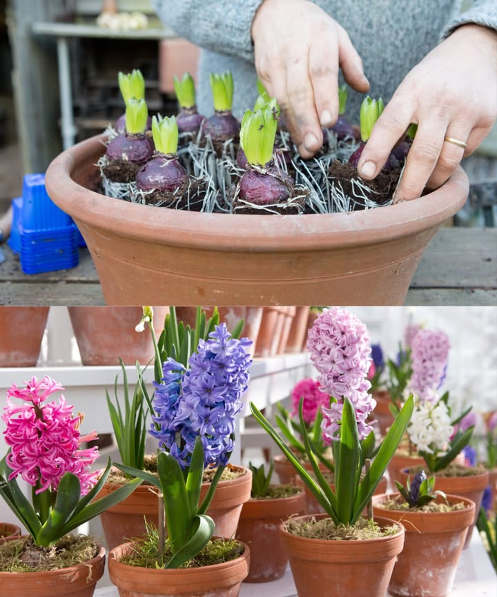 Comment planter les bulbes de jacinthe et garantir une floraison éclatante 

Les jacinthes apportent chaque printemps une touche de couleur et un parfum envoûtant au jardin. Leur culture est simple si lon respecte quelques règles essentielles.

 Types de jacinthes
 Jacinthe commune Hyacinthus orientalis  grandes hampes florales colorées et parfumées.
 Jacinthe des grappes Muscari armeniacum  petites fleurs en clochettes, bleues, blanches ou rosées.

 Emplacement idéal
Planter dans un sol léger, fertile et bien drainé, en plein soleil ou à mi-ombre. Les bulbes apprécient une terre fraîche mais jamais détrempée.

 Période de plantation
Mettre en terre à lautomne, entre septembre et novembre.
Dans les régions chaudes, refroidir les bulbes au réfrigérateur pendant 3 à 4 semaines avant la plantation.

 Méthode de plantation
 Enterrer les bulbes à 15 cm de profondeur pour les jacinthes communes et 7 à 10 cm pour les muscaris.
 Espacer de 15 cm pour les grandes variétés et 5 cm pour les petites.
 Orienter la pointe vers le haut et recouvrir de terre fine.
 Arroser légèrement après la mise en terre.

 Culture en pot
Utiliser un pot profond avec des trous de drainage.
Planter en automne et conserver dans un endroit frais, lumineux et non chauffé durant lhiver.

 Entretien après floraison
 Éviter larrosage excessif.
 Appliquer un engrais pour bulbes au printemps et à lautomne.
 Laisser les feuilles jaunir naturellement afin que le bulbe reconstitue ses réserves pour lannée suivante.

 Prévention des maladies
Surveiller les signes de botrytis ou de pourriture du bulbe. Favoriser un drainage efficace et un arrosage maîtrisé.

 Les jacinthes sont des symboles de renouveau et de beauté printanière. Bien plantées et bien entretenues, elles offrent année après année une floraison généreuse et parfumée.