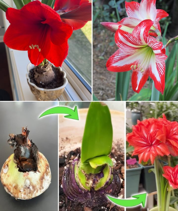 Cultiver et faire refleurir lamaryllis 

1 Terre et arrosage
Utiliser un substrat bien drainant et de texture moyenne. Ajouter un peu de sable pour soutenir les plantes adultes. Arroser seulement lorsque le sol est sec et placer la plante dans un endroit lumineux et aéré.

2 Préparation du sol
Lamaryllis préfère une lumière directe à mi-ombre et un sol légèrement acide pH 6,0 à 6,8. Si le sol est trop sableux, enrichir avec du compost mûr.

3 Choix des bulbes
Les gros bulbes fleurissent plus rapidement. Les plus petits demandent plus de temps. Lamaryllis pousse aussi bien en pot quen pleine terre.

4 Période de floraison
De mars à juin, maintenir la terre légèrement humide sans excès deau.

5 Fertilisation
Appliquer un engrais organique à libération lente à lautomne, après la floraison et avant le développement des nouvelles feuilles.

 Taille et entretien
 Supprimer les fleurs et tiges fanées après la floraison.
 Retirer les feuilles sèches à la fin du printemps.
 Surveiller les limaces et escargots, nuisibles courants, et utiliser des granulés à base de fer.
 En climat humide, appliquer un fongicide au cuivre pour protéger le feuillage.

 Multiplication et refloraison
 Diviser les bulbes à la fin du printemps ou au début de lété, quand le feuillage est sec, puis replanter immédiatement.
 Pour refleurir, laisser les bulbes au repos pendant 10 à 12 semaines dans un lieu frais et sec, avant de les replanter dans une terre neuve et bien exposée.

 Une floraison éclatante, durable et majestueuse, saison après saison.