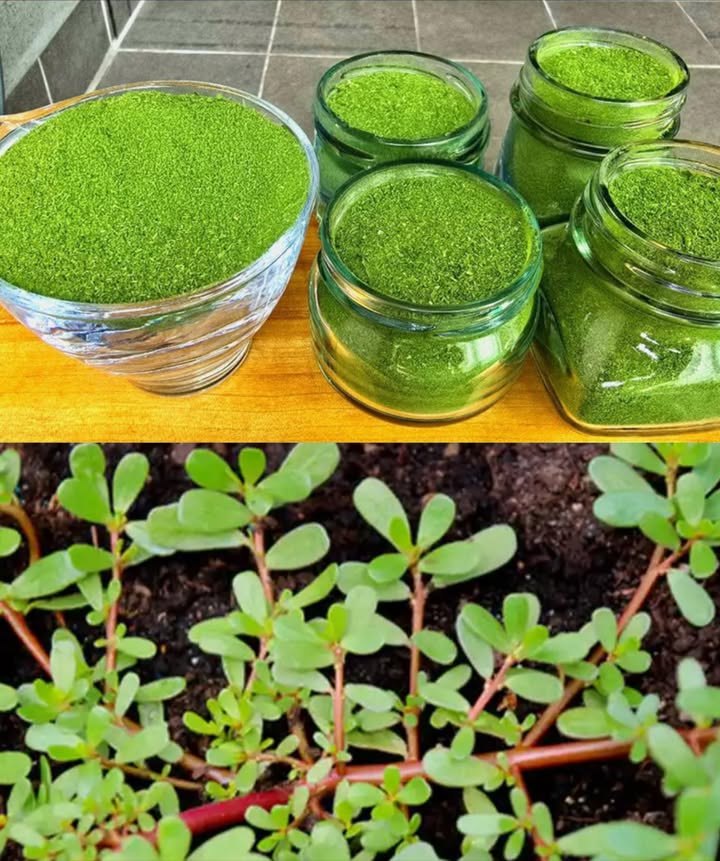 30 bienfaits méconnus du pourpier 

Le pourpier Portulaca oleracea, souvent perçu comme une mauvaise herbe, est en réalité une plante exceptionnelle aux vertus nutritives et médicinales remarquables. Rustique et généreuse, elle pousse librement dans les sols pauvres tout en apportant équilibre et vitalité.

 Bienfaits pour la santé et le bien-être

Riche en oméga-3 végétaux, elle protège le cœur et le cerveau.
Son action anti-inflammatoire apaise douleurs et gonflements.
Elle régule la glycémie, renforce le système immunitaire et soutient la digestion.
Ses antioxydants naturels luttent contre le vieillissement cellulaire.
Source de vitamines A, C, E, de fer, calcium et magnésium, elle nourrit en profondeur.
Elle aide à équilibrer le pH, stimule la détoxification du foie et soutient la santé rénale.
Ses propriétés rafraîchissantes et cicatrisantes en font un remède apaisant pour la peau.
Riche en mélatonine et magnésium, elle favorise un sommeil réparateur et la détente.

 Utilisations courantes

 En tisane dépurative pour purifier lorganisme.
 En salade croquante avec tomate et citron.
 En pesto ou smoothie vert pour un apport vitaminé.
 En cataplasme apaisant sur piqûres, irritations ou acné.
 En sauté léger à lail et à lhuile dolive.
 En poudre séchée pour assaisonner soupes et plats.

 Plante ancienne et résiliente, le pourpier réunit goût, santé et durabilité. Sa richesse en nutriments et sa facilité de culture en font un allié essentiel pour une vie plus naturelle et équilibrée.