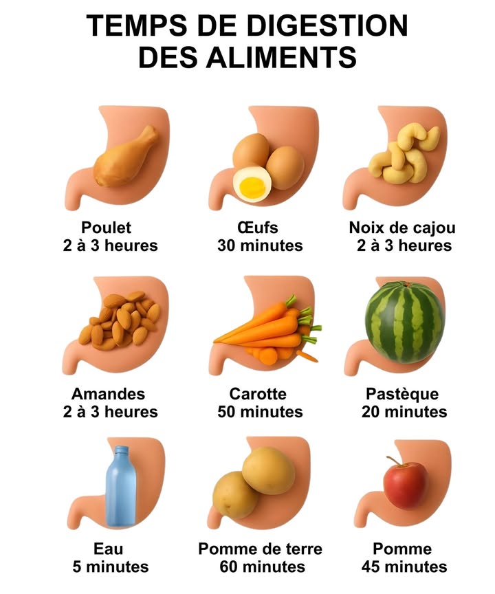 Temps de digestion des aliments : mieux comprendre le rythme du corps

Chaque aliment avance à sa propre vitesse dans le système digestif. Connaître ces durées permet dorganiser les repas avec plus de légèreté, déviter les inconforts et de favoriser une énergie plus stable.

 Poulet : 2 à 3 h, digestion lente typique des protéines animales
 Œufs : environ 30 min, assimilation rapide
 Noix de cajou et amandes : 2 à 3 h, riches en graisses et protéines
 Carotte crue : 50 min, fibres faciles à gérer
 Pastèque : 20 min, fruit très aqueux
 Eau : 5 min, passage quasi immédiat
 Pomme de terre : environ 1 h, féculent à digestion moyenne
 Pomme : 45 min, fruit simple et léger

 Harmoniser ces temps permet de créer des repas plus digestes, déviter les lourdeurs et de soutenir le bien-être quotidien.