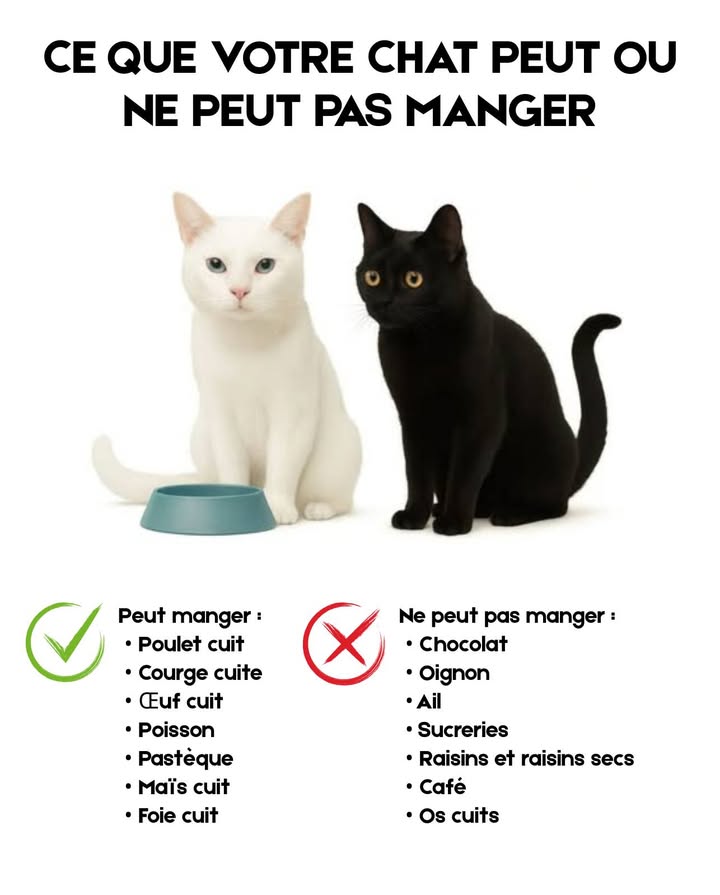 Alimentation saine pour le chat 

 Aliments recommandés : poulet cuit, poisson, œuf, potiron, pastèque, maïs, foie et un peu de mangue.
 Aliments à éviter : chocolat, oignon, ail, sucreries, raisin, café, lait et os cuits.

Une nutrition adaptée favorise la santé, lénergie et la longévité du chat. 
#ChatsHeureux #SoinsFélins #SantéAnimale