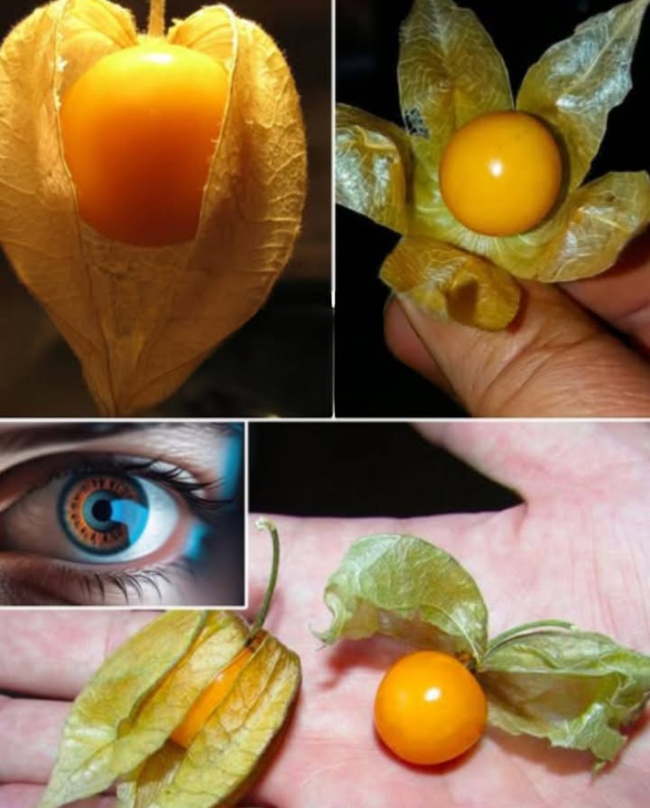 Physalis du Pérou : un trésor doré à cultiver chez soi

Facile à semer, généreux à récolter, le physalis illumine le jardin par sa beauté et sa richesse nutritive.

 Préparation du sol
Choisir un emplacement en plein soleil.
Utiliser une terre légère, fertile et bien drainée.

 Semis et repiquage
Semer les graines à 1 cm de profondeur dans un sol humide.
Repiquer les jeunes plants de 10 à 15 cm en pot spacieux ou en pleine terre.

 Arrosage
Conserver une humidité régulière sans provoquer de stagnation deau.

 Entretien
Éliminer les branches sèches pour favoriser une croissance saine.
Apporter un engrais équilibré toutes les 4 à 6 semaines.

 Protection naturelle
Observer régulièrement les pucerons et les acariens.
Employer du savon noir ou des infusions végétales pour les éloigner.

 Récolte
Cueillir les fruits lorsque le calice devient brun et sec.
Le physalis mûr présente une teinte jaune orangée, ferme et juteuse.

 Cultivé avec soin, ce fruit doré offre une saveur douce et acidulée tout en embellissant le jardin.