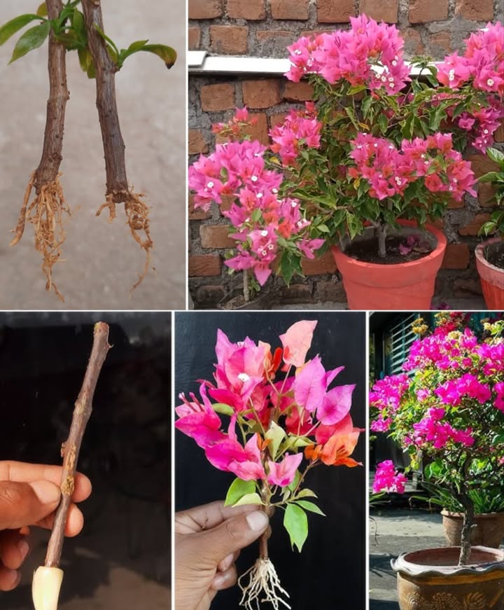 Comment multiplier la bougainvillée sur un balcon ou au jardin 

1 Choisir des rameaux sains et vigoureux prélevés sur une plante adulte.
2 Couper sous un nœud avec un outil propre et bien affûté.
3 Planter la bouture dans un pot rempli dun substrat léger et bien drainé.
4 Maintenir une humidité régulière sans excès deau pour éviter la pourriture.
5 En pleine terre, ajouter un paillage pour préserver lhumidité du sol.
6 Les racines apparaissent après 6 à 10 semaines selon la température.
7 Offrir une bonne luminosité, idéalement au soleil direct ou derrière une vitre claire.
8 Protéger du froid et des courants dair, en gardant la zone de coupe humide.
9 Une fois la plante enracinée, augmenter progressivement la lumière et larrosage.
 Apporter un engrais équilibré à intervalles réguliers et surveiller les parasites.

 Une méthode naturelle et simple pour obtenir une bougainvillée éclatante et vigoureuse.