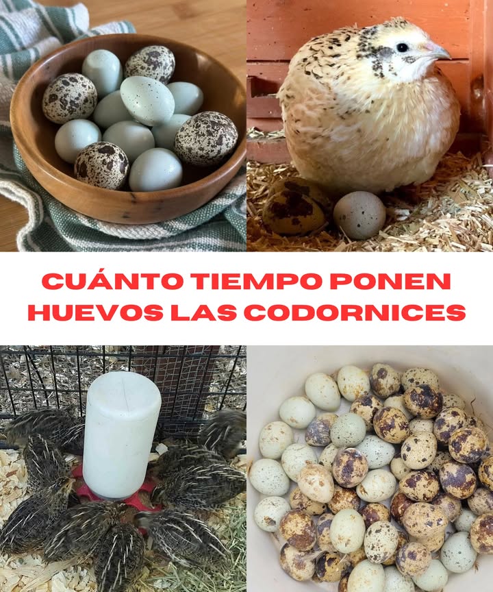 Cuánto Tiempo Ponen Huevos las Codornices? Problemas y Soluciones
Beneficios de criar codornices
Sus huevos tienen más yema y un sabor más intenso.
Son fáciles de cuidar, requieren poca comida y refugio.
Necesitan suficiente luz para una producción óptima.
Producción de huevos
Comienzan a poner entre las 6 y 12 semanas, mucho antes que gallinas o patos.
Algunas razas y su inicio de puesta:
Coturnix: 6-7 semanas
Jumbo: 8 semanas
Celadon: 8-10 semanas
Factores que afectan la producción: raza, salud, nutrición, luz, estrés y época de muda.
En su mejor etapa, ponen un huevo al día 200-300 huevos/año.
Un huevo de codorniz pesa unos 10 g, se necesitan 3-4 para reemplazar uno de gallina.
Duración de la puesta
Su vida útil es de 5-6 años, aunque algunas superan los 10.
Su pico de producción es en los primeros 1-2 años.
La puesta disminuye en otoño e invierno por menos luz.
Factores que influyen: genética, alimentación, iluminación y condiciones del hábitat.
Signos de menor producción
Menos huevos en el nido.
Huevos más pequeños o con cáscara débil.
Cambios en el comportamiento menos actividad.
Consejos para maximizar la producción
Alimentación
Dieta con 80% de granos maíz, trigo, avena, cebada, semillas de girasol.
Necesitan 25-30% de proteína y suficiente calcio.
También pueden comer insectos y hierbas frescas.
Iluminación
14-16 horas de luz diaria para una puesta constante.
En invierno, se recomienda luz artificial 10-12 horas.
Control del estrés
Evitar el hacinamiento mínimo 1 pie por codorniz, 3 pies para las Jumbo.
Mantener el refugio protegido de depredadores.
Movimientos bruscos del nido pueden interrumpir la puesta por 4 semanas.
Proporcionar baños de arena y escondites.
Relación macho/hembras: 1 macho por cada 4-6 hembras.
Salud y monitoreo de enfermedades
La muda es un proceso normal, aunque estresante.
Vigilar enfermedades como gripe aviar, coccidiosis y aspergilosis.
Signos de alerta: cambios en el comportamiento y en las heces.
Qué hacer con codornices envejecidas?
Mantenerlas como mascotas.
Criarlas para reproducción.
Venderlas en el mercado.
Criarlas para carne.
Reflexión final
No necesitan un macho para poner huevos.
Si se desea reproducción, es necesario un macho.
No suelen hacer nidos, los huevos quedan dispersos, por lo que hay que recogerlos a diario.