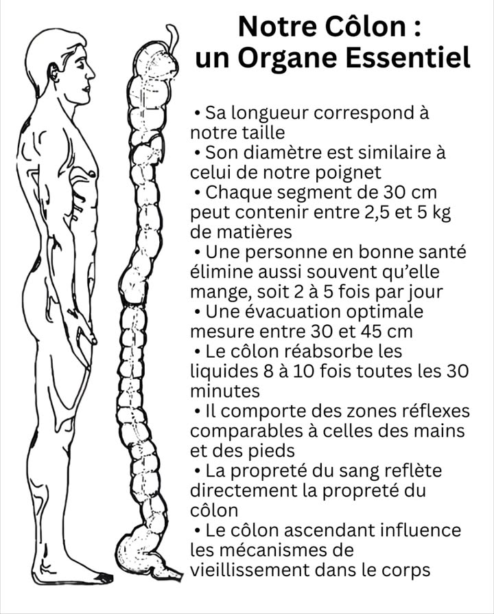 Notre Côlon : un Organe Essentiel
Le côlon joue un rôle fondamental dans léquilibre interne et le bien-être global. Ses caractéristiques et ses fonctions révèlent limportance dun système digestif sain :
Un côlon équilibré soutient la vitalité, la détoxification naturelle et la santé globale.