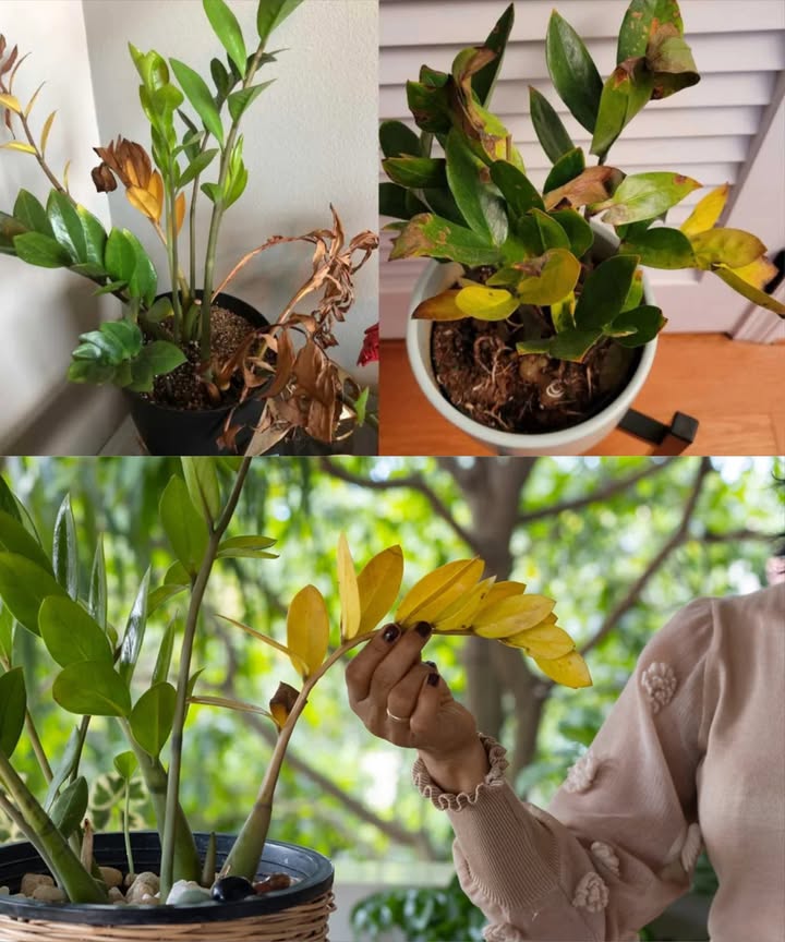 Feuilles jaunes sur ton zamioculcas : le traitement qui sauve la plante 

1 Retirer la plante du pot et éliminer toute la vieille terre.
2 Couper les racines pourries à laide dun outil propre et stérilisé.
3 Placer une couche de drainage au fond du pot billes dargile ou petits graviers.
4 Préparer un substrat aéré : terreau mélangé à du sable ou de la perlite 3:1.
5 Rempoter la plante dans un pot propre avec du substrat frais.
6 Ne pas arroser pendant une semaine pour permettre la régénération des racines.
7 Si la cause est la sécheresse, arroser plus régulièrement et vaporiser les feuilles avec de leau douce.
8 Installer la plante dans un endroit lumineux, à labri du soleil direct.
9 En cas de présence de parasites, appliquer rapidement un traitement naturel adapté.

 Ce soin simple redonne force, éclat et vitalité au zamioculcas affaibli.