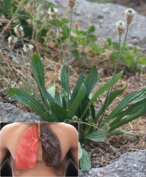 Souvent prise pour une mauvaise herbe parce quelle pousse partout, mais elle a le pouvoir de vider les hôpitaux Plantain lancéolé Plantago lanceolata Plante sauvage aux bienfaits extraordinaires ! Bienfaits principaux Calme la toux, la bronchite et aide à libérer le mucus Réduit les inflammations musculaires et articulaires 啕 Accélère la cicatrisation et désinfecte les petites plaies Apaise les piqûres dinsectes et les brûlures légères Améliore la digestion et la régularité intestinale Renforce les défenses naturelles de lorganisme Soulage le mal de gorge excellente en gargarismes Favorise la diurèse et la santé urinaire Aide le foie à éliminer les toxines 蠟 Diminue les allergies respiratoires 醴 Combat les gingivites et rafraîchit lhaleine Protège les vaisseaux sanguins Calme les crampes et les spasmes Améliore laspect de la peau acné, éclat 匿 Possède des propriétés antimicrobiennes naturelles Utilisations courantes Tisane : feuilles fraîches ou sèches infusées 510 min 喙 Cataplasme : feuilles écrasées sur la peau ou les plaies Huile ou pommade : macération dans une huile végétale 綾 Cuisine : jeunes feuilles en soupes ou salades 醴 Bain de bouche : infusion tiède pour lhygiène buccale 遼 Détox : smoothie avec eau et citron À utiliser avec prudence : demander lavis dun professionnel, surtout en cas de grossesse ou de pathologies. Une plante commune aux pouvoirs étonnants, simple, efficace et 100 % naturelle.