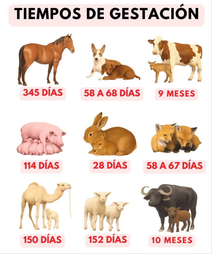 Guía práctica: Períodos de gestación de animales domésticos
 Caballo : 345 días
Gestación prolongada para que la cría nazca fuerte y camine desde el inicio.
 Perro : 58 a 68 días
Gestación corta, crías muy dependientes de la madre al nacer.
 Vaca : 9 meses
Similar al humano. El ternero puede levantarse rápidamente al nacer.
 Cerdo : 114 días
Camadas numerosas. Las crías se desarrollan rápido tras el parto.
 Conejo : 28 días
Tiempo corto que permite nacimientos frecuentes con crías que crecen velozmente.
 Cabra : 150 días
Nacen cabritos fuertes que se adaptan bien a distintos ambientes.
 Gato : 58 a 67 días
Camadas múltiples. Los gatitos son frágiles y dependen completamente de la madre.
 Oveja : 152 días
Las crías nacen listas para moverse y seguir a su madre.
 Búfalo : 10 meses
Larga gestación para asegurar crías fuertes en entornos rurales

#GestaciónAnimal #AnimalesDomésticos  #AmorPorLosAnimales