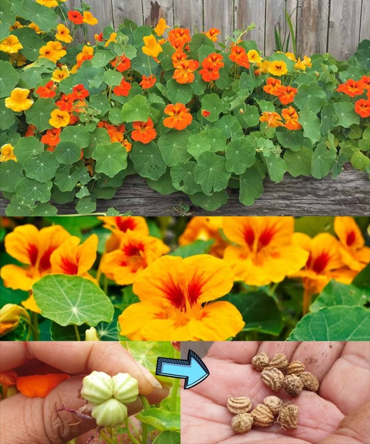 Capucines la plante éclatante et utile que tout jardin devrait avoir À la fois décorative, comestible et protectrice, la capucine Tropaeolum majus est un joyau du jardin. Facile à cultiver, elle attire les pollinisateurs tout en repoussant les parasites un véritable allié pour un potager sain et vivant. Bienfaits des capucines 1 Lutte naturelle contre les parasites Plantez-les près des légumes : elles repoussent pucerons, chenilles et aleurodes, limitant lusage de pesticides. 2 Aimant à pollinisateurs Leurs fleurs vives attirent abeilles et papillons, améliorant la pollinisation des courges, tomates et petits fruits. 3 Faciles à cultiver Résistantes à la sécheresse et tolérantes aux sols pauvres, elles sont idéales pour jardins à faible entretien ou suspensions fleuries. 4 Comestibles et savoureuses Fleurs, feuilles et graines apportent une note poivrée et originale aux salades, pestos ou plats décoratifs. Culture et entretien Semis : après les dernières gelées, ou en intérieur pour un départ anticipé. Sol : léger, bien drainé, et plutôt pauvre pour favoriser la floraison. Lumière : plein soleil de préférence, tolère une légère ombre. Arrosage : modéré, éviter lexcès deau. Entretien : tailler légèrement et retirer les fleurs fanées pour prolonger la floraison. Parasites : parfois visitées par les pucerons un simple jet deau suffit à les éliminer. Usages culinaires et créatifs Fleurs : décoratives et piquantes dans les salades. Feuilles : délicieuses dans les sandwichs ou sauces vertes. Graines : à confire comme des câpres maison. Fleurs séchées : parfaites pour créer des tisanes colorées ou des teintures naturelles. Bienfaits pour la santé Riches en vitamine C, elles renforcent le système immunitaire. Possèdent des propriétés antioxydantes et antibactériennes qui favorisent la vitalité générale. Les capucines allient beauté, utilité et gourmandise une plante généreuse qui nourrit à la fois la terre, les abeilles et les sens.