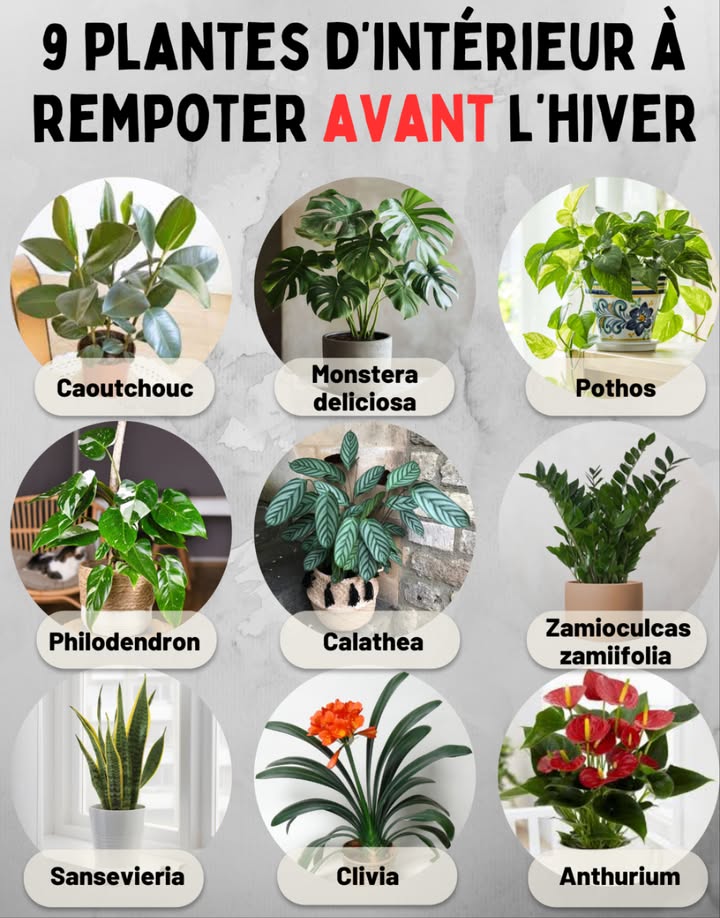 9 plantes dintérieur à rempoter avant lhiver 華 Ficus elastica caoutchouc Apprécie un terreau frais et riche pour soutenir sa croissance. 華 Monstera deliciosa Ses racines aériennes profitent dun rempotage avant la saison froide. 華 Pothos Epipremnum aureum Un nouveau substrat favorise son feuillage brillant et vigoureux. 華 Philodendron Se développe mieux avec un terreau drainant et léger. 華 Calathea Rempotage nécessaire pour préserver son feuillage décoratif. 華 Zamioculcas zamiifolia Un substrat renouvelé assure sa résistance pendant lhiver. 華 Sansevieria langue de belle-mère Terreau aéré et bien drainé pour limiter lexcès dhumidité hivernal. 華 Clivia Prépare sa floraison hivernale avec un sol enrichi. 華 Anthurium Un terreau frais stimule ses fleurs colorées et durables. Rempoter avant lhiver permet aux plantes dintérieur de rester fortes, saines et décoratives durant toute la saison froide.