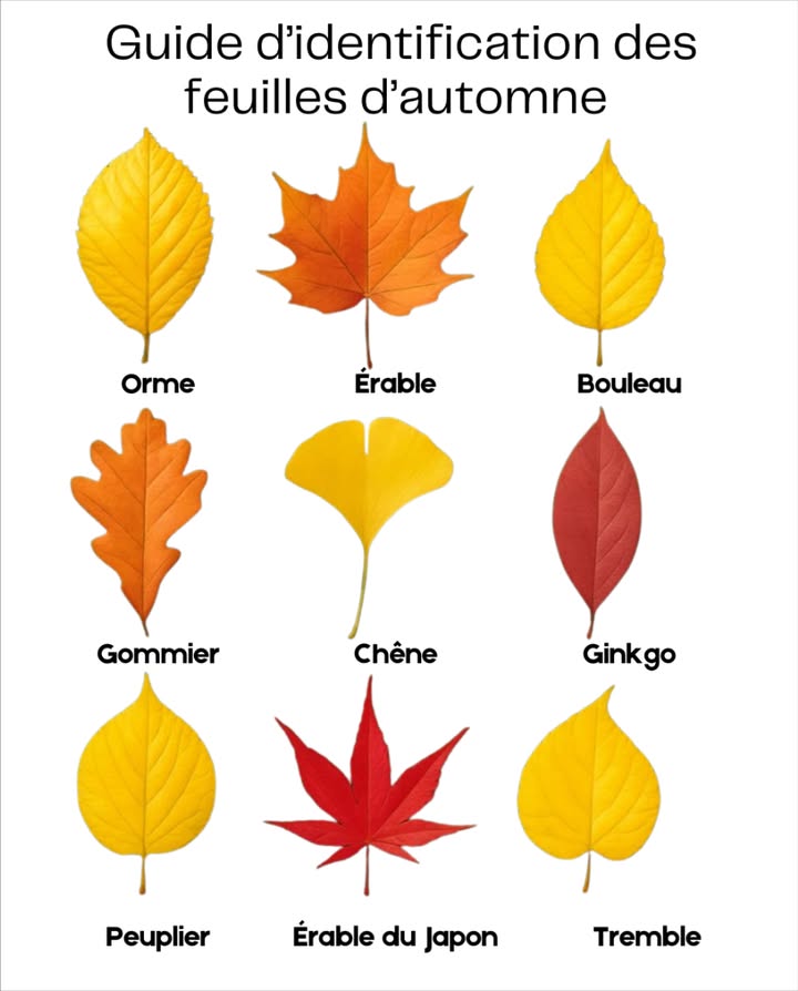 Guide didentification des feuilles dautomne 

À mesure que lautomne peint le monde dor, de rouge et dambre, chaque feuille raconte une histoire unique. 

 Érable  célèbres pour leurs teintes rouges et orangées flamboyantes.
 Chêne  feuilles profondément découpées, symbole de lautomne.
 Bouleau  petites feuilles dorées en forme de larme.
 Orme  bords dentelés et couleurs chaudes lumineuses.
 Peuplier & Tremble  feuilles en forme de cœur, jaune vif.
 Érable du Japon  fines feuilles étoilées dun rouge élégant.
 Ginkgo biloba  feuilles dorées en éventail, reconnaissables entre toutes.
 Gommier  feuilles lisses, ovales, virant au rouge profond.

 La prochaine fois que vous marchez dehors, regardez le sol : cest une galerie naturelle de formes et de couleurs qui célèbre la beauté de la saison.