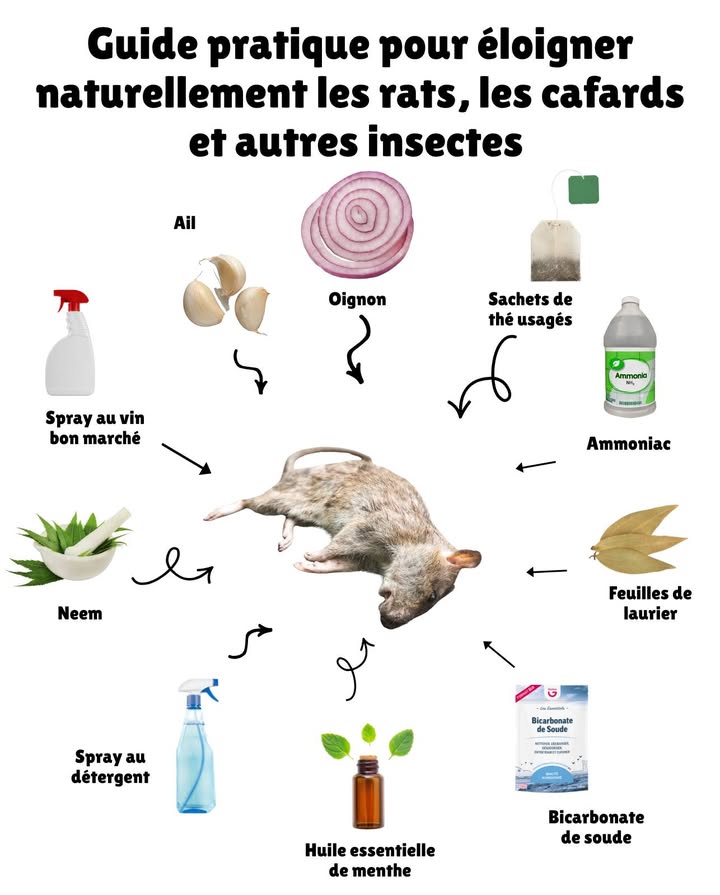 Guide pratique pour éloigner naturellement les rats, les cafards et autres insectes 荒

 Oignon :
Place une rondelle doignon dans les trous ou les zones de passage des rats. Son odeur forte les fait fuir.

 Ammoniac :
Mélange 2 c. à s. de détergent,  de verre deau et 2 tasses dammoniac dans un pulvérisateur. Vaporise dans les zones fréquentées par les rats : son odeur imite celle de lurine des prédateurs.

 Feuilles de laurier :
Écrase des feuilles sèches et dispose-les aux entrées des rongeurs. Ils les croient comestibles, mais le laurier est toxique pour eux. Renouvelle tous les 5 à 7 jours.

 Bicarbonate de soude :
Mélange 1 tasse de farine, 1 de sucre ou de cacao en poudre et 1 de bicarbonate. Le sucre attire les nuisibles et le bicarbonate les élimine. Dépose le mélange dans des petits pots aux endroits stratégiques.

 Huile essentielle de menthe :
Imprègne des boules de coton et répartis-les dans les zones clés. Change-les chaque semaine. La citronnelle, lhuile de ricin ou la menthe fraîche plantée près de la maison sont aussi efficaces.

 Spray au détergent contre les cafards :
Mélange 4 c. à s. de détergent liquide avec 4 tasses deau. Pulvérise sur les zones où se cachent cafards et grillons  ils sasphyxient au contact.

 Neem :
Cette plante bloque la reproduction des cafards. Prépare une pâte avec des feuilles écrasées, ajoute 4 tasses deau et vaporise dans les coins et fissures.

 Spray au vin bon marché :
Pulvérise du vin directement sur les zones infestées  les cafards disparaissent en 24 heures.

 Ail :
Écrase de lail, mélange-le avec de leau et laisse reposer quelques heures. Pulvérise dans la maison : son odeur les repousse naturellement.

 Sachets de thé usagés :
Dépose-les dans la poubelle ou dans les zones fréquentées par rats, araignées ou insectes. Ils détestent lodeur du thé et éviteront ces endroits.

 Des solutions simples, naturelles et économiques pour garder ton foyer propre, sain et sans nuisibles. 
#AstucesNaturelles #MaisonSaine #AdieuInsectes