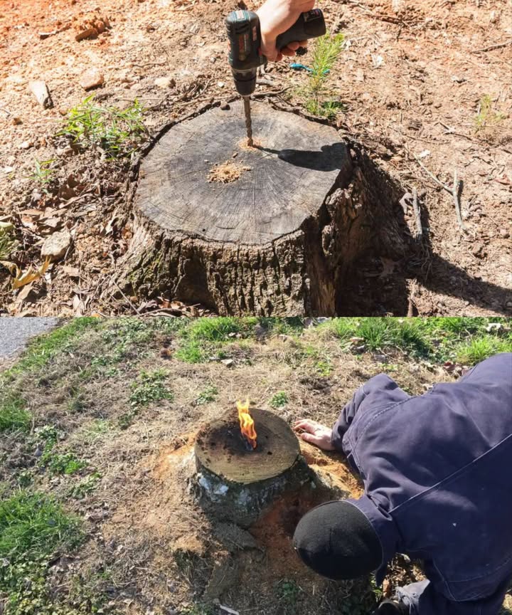 Éliminer une souche sans creuser le jardin 

1 Percer plusieurs trous profonds et larges sur le dessus de la souche.
2 Remplir les cavités avec du nitrate dammonium, de lurée ou du fumier.
3 Recouvrir la souche de terre ou de papier aluminium pour conserver les vapeurs dammoniac.
4 En alternative, utiliser le champignon saprophyte Peniophora gigantea selon les instructions du fabricant.
5 Pour accélérer le processus, couper la souche au ras du sol.
6 Percer dautres trous inclinés denviron 15 cm de profondeur sur les côtés, près des racines, et un trou central sur le dessus.
7 Introduire 300 g de sulfate de cuivre CuSO pour les souches jusquà 30 cm de diamètre.
8 Arroser la zone des trous tous les 2 à 3 jours pendant deux semaines.
9 Ensuite, verser un peu de liquide allume-feu dans les trous et allumer : la souche se désintègre rapidement, ne laissant que des cendres.

 Une méthode pratique et efficace pour éliminer les souches sans effort et redonner vie au jardin.