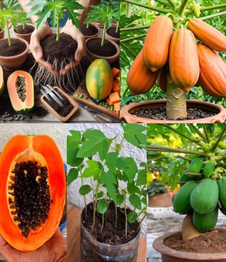 省 Cultiver la papaye en pot : le secret dune récolte tropicale abondante 

1 Choisir le pot et lemplacement
 Utilisez un grand pot avec des trous de drainage.
 Placez-le dans un endroit ensoleillé, bénéficiant dau moins 6 heures de soleil par jour.

2 Sélectionner la variété
 Privilégiez des variétés naines ou miniatures comme T.R. Hovey ou Solo, idéales pour la culture en pot.

3 Préparer le sol et planter
 Utilisez un substrat bien drainant et légèrement humide.
 Plantez les graines ou jeunes plants à 2,5 cm de profondeur.
 Arrosez généreusement après la plantation.

4 Soins et entretien
 Arrosage  Maintenez le sol constamment humide, sans excès deau.
 Fertilisation  Appliquez un engrais équilibré à libération lente toutes les 4 à 6 semaines pendant la croissance.
 Taille  Supprimez les feuilles mortes et les rejets pour favoriser la circulation de lair.
 Pollinisation  Si besoin, pollinisez à la main les fleurs pour assurer la formation des fruits.
 Protection naturelle  Surveillez les insectes et maladies et traitez avec des méthodes biologiques.

5 Récolte
 Cueillez les papayes mûres lorsquelles deviennent jaunes ou orangées et légèrement souples au toucher.
 Coupez-les délicatement et dégustez-les fraîches, en salade ou en smoothie.

 Avec un peu de soin et de soleil, votre balcon peut devenir un coin tropical productif et parfumé !