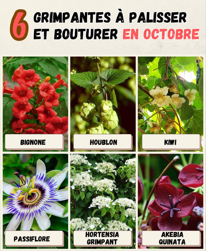 6 grimpantes à palisser et bouturer en octobre 

 Bignone Campsis radicans  floraison orange spectaculaire, bouturage possible en automne.
 Houblon Humulus lupulus  pousse rapide, parfait pour recouvrir tonnelles et pergolas.
 Kiwi Actinidia deliciosa  grimpante fruitière, se multiplie facilement par boutures ou marcottage.
 Passiflore  décorative et originale, se bouture à lautomne pour de nouveaux plants.
 Hortensia grimpant Hydrangea petiolaris  saccroche aux supports, se bouture par marcottage ou bouture de rameaux.
 Akebia quinata  grimpante originale aux fleurs chocolatées, se multiplie facilement par boutures.

 Conseil pratique
Associer des grimpantes ornementales et fruitières permet dallier beauté, parfum et gourmandise tout en optimisant lespace vertical du jardin.