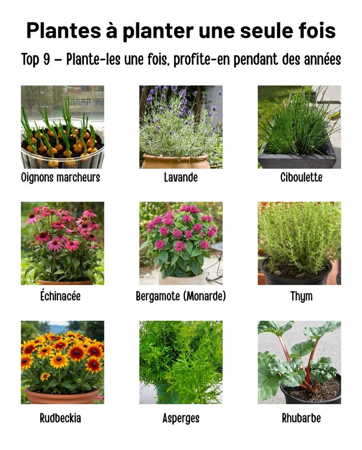 Plante une fois et profite pendant des années ! 

Ces 9 plantes vivaces à entretien minimal reviennent saison après saison, tépargnant temps et effort  parfaites pour les jardins naturels et les coins à pollinisateurs.

暈 Oignons marcheurs  Se replantent seuls en libérant de nouveaux bulbes.
 Lavande  Fleurs aromatiques qui sépanouissent davantage chaque année.
 Ciboulette  Herbe fraîche du printemps ; coupe-la pour stimuler la repousse.
 Échinacée  Magnifiques fleurs qui attirent abeilles et papillons.
 Rudbeckia œil de Suzanne  Fleurs jaunes éclatantes qui se ressèment naturellement.
 Monarde baume dabeille  Attire les insectes utiles avec ses fleurs comestibles.
 Thym  Herbe rustique qui prospère même avec peu dentretien.
復 Asperges  Se stabilisent en 23 ans et produisent jusquà 20 ans.
 Rhubarbe  Tiges vigoureuses parfaites pour les desserts, plus généreuses chaque saison.

 Un jardin qui se régénère tout seul, pour une beauté durable et naturelle.
