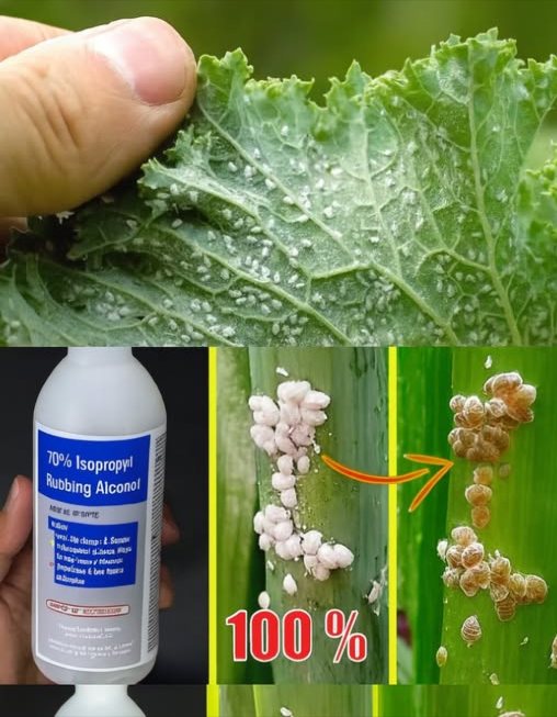 Dites adieu aux cochenilles, pucerons et escargots grâce à ce remède naturel efficace !

Les parasites les plus nuisibles pour les plantes  cochenilles, pucerons et escargots  peuvent causer de sérieux dégâts sils ne sont pas traités rapidement.

 Cochenilles : grises ou blanches, elles prolifèrent dans les milieux secs et absorbent la sève des plantes. Elles se cachent souvent sous les feuilles.
 Pucerons : petits insectes jaunes, rouges, blancs ou verts qui sattaquent aux tiges et aux feuilles, affaiblissant la plante.
 Escargots : apparemment inoffensifs, ils peuvent dévorer les feuilles et les fruits en une seule nuit, laissant un sillage brillant derrière eux.

林 Recettes dinsecticides naturels

1 Cendre et eau chaude  Mélangez un tiers de cendre avec de leau chaude, ajoutez une cuillère de savon neutre, filtrez et vaporisez sur les feuilles une fois par semaine pendant un mois.
2 Ail  Laissez tremper une gousse dail dans leau pendant 24 h, puis pulvérisez linfusion sur les plantes.
3 Vinaigre  Mélangez 2 c. à soupe de vinaigre dans 1 L deau et vaporisez sur le feuillage.
4 Lait  Diluez 200 ml de lait dans 2 L deau et appliquez sur les feuilles pour un effet rapide et naturel.

 Une protection douce, écologique et efficace pour des plantes saines et florissantes. 
#AdieuParasites #PlantesHeureuses #JardinNaturel