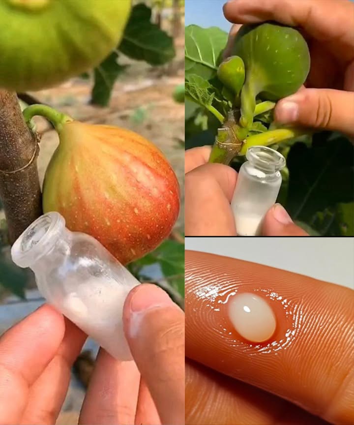 Les incroyables bienfaits de la sève de figuier  lélixir caché de la nature 

Vertus principales :
 Antimicrobienne  combat les bactéries et les champignons responsables dinfections cutanées.
 Élimine les verrues  ses enzymes naturelles dissolvent progressivement le tissu verruqueux.
 Facilite la digestion  en version diluée, apaise les ballonnements et soutient la digestion.
 Anti-inflammatoire  soulage les douleurs articulaires et musculaires.
 Régénérante  accélère la cicatrisation des coupures et éraflures.
 Antioxydante  protège les cellules du stress oxydatif et du vieillissement prématuré.
 Renforce le système immunitaire  aide lorganisme à mieux résister aux infections.
 Analgésique naturel  calme les douleurs musculaires et articulaires.
 Bienfait respiratoire  diluée, apaise la toux et les irritations bronchiques.
 Anti-acné  assèche les imperfections grâce à son effet purifiant.
 Santé bucco-dentaire  utilisée en bain de bouche, elle réduit les bactéries orales.
 Apaise leczéma et le psoriasis  atténue les rougeurs et démangeaisons.
 Potentiel antiviral  contribue à la protection contre certaines infections virales.
 Renforce les cheveux  réduit les pellicules et améliore la santé du cuir chevelu.
 Régule la glycémie  favorise une meilleure sensibilité à linsuline.

Utilisations possibles :
 Peau et verrues  appliquer directement sur la zone concernée, en évitant la peau saine.
 Usage digestif ou oral  diluer quelques gouttes dans de leau ou du miel, ou utiliser en gargarisme.
 Soulagement musculaire  mélanger à de lhuile de coco et masser les zones douloureuses.
 Soin du visage  appliquer diluée sur les boutons, laisser agir quelques minutes puis rincer.
 Soin capillaire  combiner avec un après-shampoing ou une huile, appliquer 20 minutes avant rinçage.

 Précautions demploi :
 Effectuer un test cutané avant usage.
 Toujours diluer pour un usage interne.
 Consulter un médecin en cas de grossesse, dallaitement ou de pathologies chroniques.

 Un trésor végétal ancestral aux multiples vertus, pour prendre soin du corps, de la peau et de lesprit, en harmonie avec la nature.