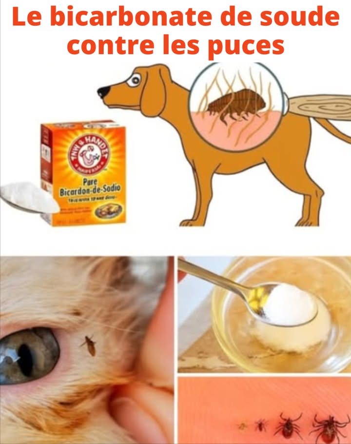 殺 Éliminer les puces de votre chat ou chien avec des méthodes simples et naturelles

 1. Bain au savon neutre
Laver lanimal avec de leau tiède et un savon neutre savon de Marseille ou savon pour bébé. Les puces se détachent facilement et le savon aide à les éliminer. Utiliser un peigne anti-puces pour retirer celles qui restent dans le pelage.

 2. Vinaigre de cidre
Mélanger à parts égales eau et vinaigre de cidre dans un pulvérisateur. Vaporiser doucement sur le pelage, en évitant les yeux. Son odeur et son acidité repoussent les puces.

 3. Spray au citron
Faire bouillir des tranches de citron dans de leau, laisser refroidir puis filtrer. Vaporiser sur lanimal : le citron possède des propriétés répulsives naturelles.

 4. Huiles essentielles avec précaution
Lavande, citronnelle ou eucalyptus peuvent repousser les puces, mais uniquement diluées dans de leau. Ne jamais utiliser dhuiles essentielles sur les chats, très sensibles à ces substances.

識 5. Nettoyage en profondeur de la maison
Passer laspirateur sur tapis et meubles, laver les paniers à leau chaude. Saupoudrer du bicarbonate de soude ou du sel sur les tapis avant daspirer pour déshydrater puces et œufs.

 6. Terre de diatomée alimentaire
Parsemer dans les zones fréquentées par lanimal. Ce produit naturel déshydrate et élimine les puces. Éviter toute inhalation par lanimal.

 Des gestes simples et naturels pour protéger vos compagnons à quatre pattes et garder un foyer sain.