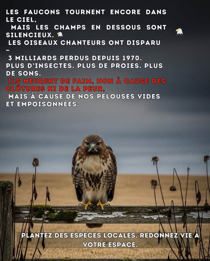 3 milliards doiseaux chanteurs disparus depuis 1970

Les insectes séteignent.
Les petits oiseaux suivent.
Et les faucons perdent les proies dont dépend leur survie.

Chaque année, un milliard doiseaux meurent encore en percutant nos vitres.
Les pelouses stériles étouffent la terre sous elles.

 Plantez des plantes indigènes. Rendez la nature à votre jardin. Laissez la vie revenir.

#ConservationDesFaucons #ChaîneAlimentaireFragile #JardinSauvage