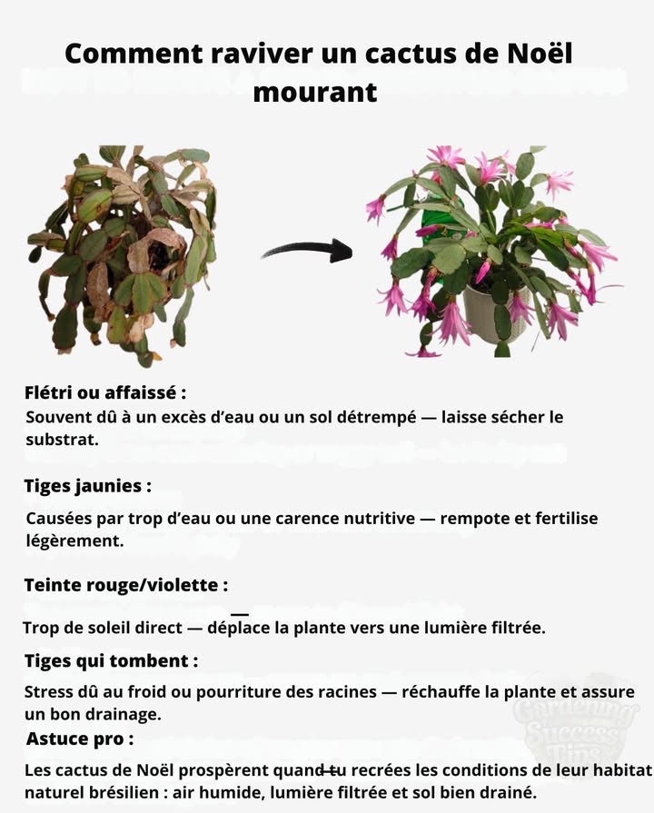 En novembre, ils forment discrètement leurs boutons floraux  les soins que tu leur apportes maintenant détermineront si tu auras une floraison ou le silence.

 Traite-le avec douceur ce mois-ci, et il te remerciera par une cascade de fleurs quand lhiver semblera le plus long.