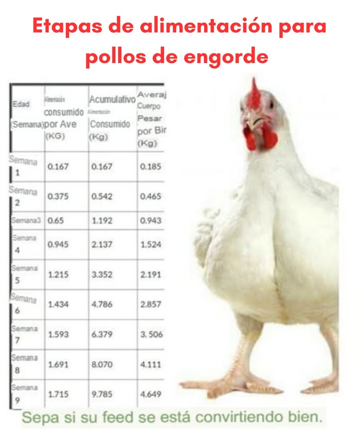Etapas de alimentación para pollos de engorde 
Si quieres lograr pollos grandes y saludables en 45 días, es fundamental seguir las etapas de alimentación adecuadas. Aquí te explicamos cada una:
Etapa Preinicio Día 1-7 
Durante la primera semana, los pollitos necesitan un alimento altamente energético y rico en proteínas 22-24% para desarrollar un buen sistema digestivo e inmunológico. Proporciónales agua limpia y templada junto con alimento en pequeñas cantidades varias veces al día.
Etapa de Inicio Día 8-21 
En esta fase, los pollos necesitan una dieta con un 20-22% de proteína para fomentar el crecimiento muscular. Asegúrate de que el alimento sea de fácil digestión y complementa con vitaminas y minerales. Mantén siempre el agua fresca y limpia.
Etapa de Engorde o Crecimiento Día 22-35 
Aquí los pollos comienzan a ganar peso rápidamente. La proteína debe mantenerse en 18-20%, y el alimento debe incluir grasas saludables para mejorar la conversión alimenticia. En esta etapa, el consumo de agua aumenta considerablemente.
Etapa de Finalización Día 36-45 
Durante la última fase, los pollos deben recibir un alimento con menor contenido proteico 16-18% y más energía para mejorar la calidad de la carne. Es importante reducir el estrés y asegurar un ambiente limpio y cómodo.
Siguiendo estas etapas correctamente, conseguirás pollos grandes y saludables en solo 45 días. Una alimentación adecuada marca la diferencia!