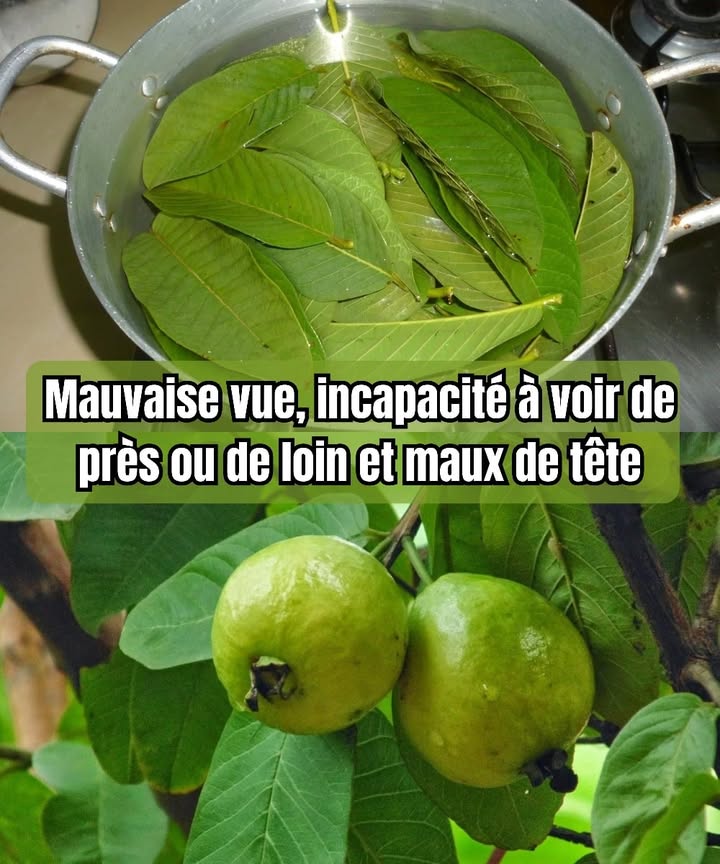 Infusion de feuilles de goyave pour préserver la vue 

Ingrédients :
 30 g de feuilles de goyave fraîches 
 1/2 litre deau 
 2 cuillères à soupe de miel 

Préparation :
1 Fais chauffer leau dans une casserole et ajoute les feuilles de goyave.
2 Laisse mijoter à feu doux pendant environ 40 minutes pour bien extraire les principes actifs.
3 Filtre la boisson pour retirer les feuilles.
4 Ajoute le miel pendant que linfusion est encore tiède et mélange bien.
5 Déguste le soir, de préférence chaude, pour profiter de tous ses bienfaits.

 Répète cette préparation durant trois jours consécutifs pour un effet optimal.
Une boisson douce, naturelle et réconfortante pour prendre soin de tes yeux et te détendre en fin de journée