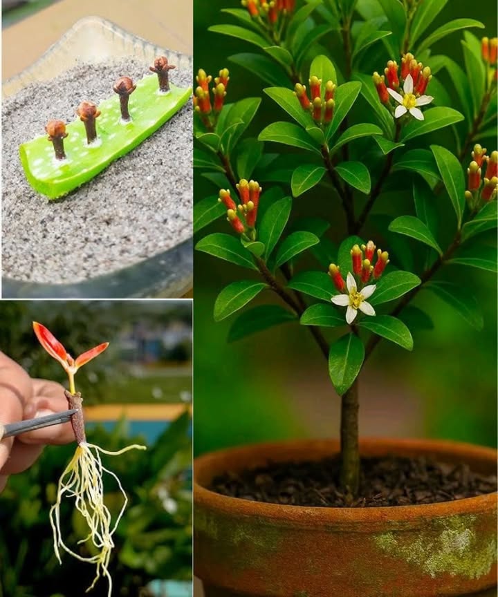 Méthode naturelle pour faire germer les clous de girofle 

1 Sélectionner des clous de girofle entiers, fermes et non abîmés.

2 Couper un morceau de feuille daloe vera et y insérer les clous, la tête vers le haut.

3 Planter la feuille dans un pot rempli dun terreau humide et bien drainé.

4 Placer le pot dans un endroit chaud et lumineux, à labri du soleil direct.

5 Après quelques semaines, de petites racines apparaissent à la base des clous.

6 Transplanter chaque jeune pousse dans un petit pot séparé.

7 Arroser légèrement, en gardant la terre toujours un peu humide.

8 Replanter dans un grand pot ou en pleine terre lorsque la plante devient plus solide.