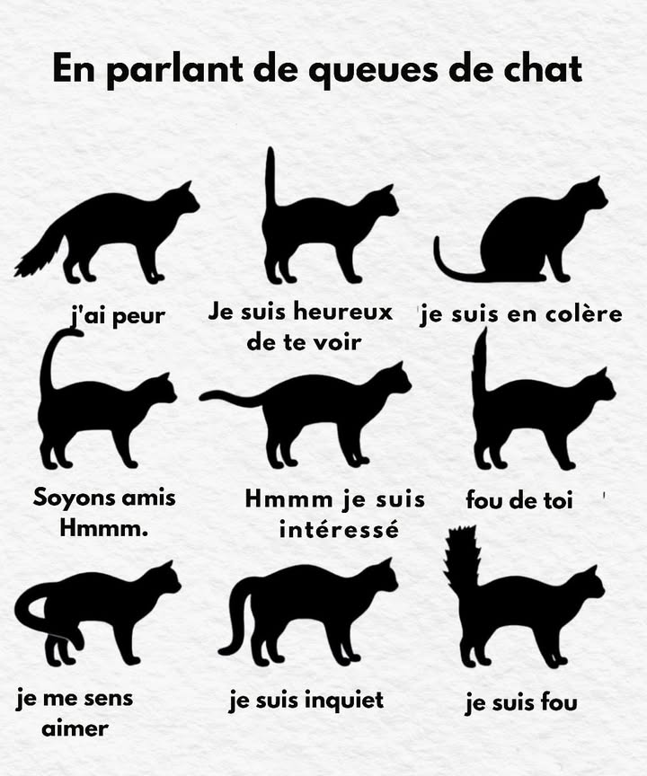 Langage de la queue du chat : décoder ses messages

Coda dressée vers le haut : signe de bonheur, confiance et envie dinteragir.

Coda basse entre les pattes : peur, soumission ou insécurité.

Coda gonflée : réaction à la peur ou à lagressivité, tentative dimpressionner.

Coda horizontale : concentration ou attention sur quelque chose.

Mouvement lent et souple : détente et bien-être.

Coda qui vibre : grande excitation ou joie, parfois marquage territorial.

Mouvement rapide : irritation ou frustration.

Balancement latéral : curiosité et envie de jouer.

Coda enroulée autour de toi : affection et attachement.

Observer aussi les oreilles, les yeux et la posture pour comprendre lensemble du message.