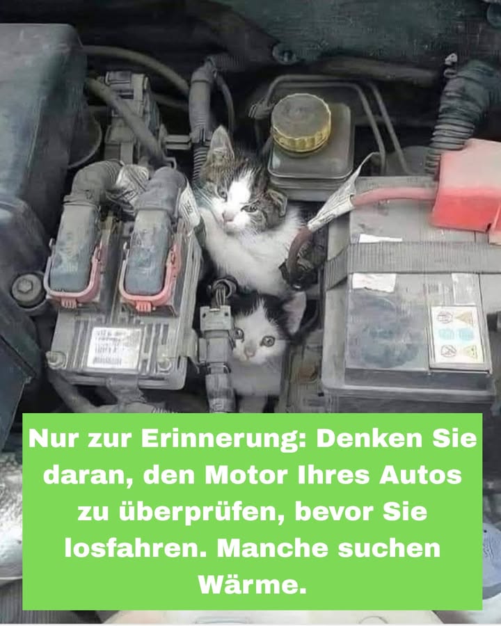 NUR EINE KLEINE ERINNERUNG  DIE LEBEN RETTEN KANN 

Bevor Sie Ihr Auto starten, besonders bei kaltem Wetter, nehmen Sie sich bitte ein paar Sekunden Zeit und überprüfen Sie den Motorraum 

 Warum ist das wichtig?
Katzen und andere kleine Tiere suchen instinktiv warme und geschützte Orte, um sich vor der Kälte zu schützen.
Der Motorraum eines abgestellten Autos ist für sie leider sehr verlockend

 Jedes Jahr werden Tiere schwer verletzt oder getötet, nur weil ein Auto gestartet wird, ohne dass man es bemerkt.

 Diese einfachen Reflexe können Leben retten:
 Klopfen Sie leicht auf die Motorhaube
 Hupen Sie kurz
 Werfen Sie  wenn möglich  einen schnellen Blick unter die Haube
 Hören Sie genau hin, bevor Sie starten

 30 Sekunden genügen, um ein Drama zu verhindern.

 Ein kleiner Moment Aufmerksamkeit für Sie  eine zweite Chance fürs Leben für sie.
