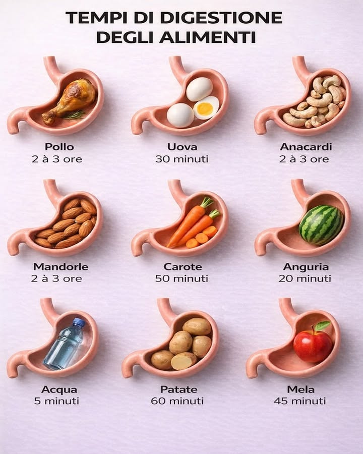 Tempi di digestione degli alimenti 
Ogni alimento richiede un tempo diverso per essere digerito dallo stomaco. Conoscere queste differenze aiuta a creare pasti più equilibrati e a favorire una digestione più leggera.
拏 Acqua
Viene assorbita quasi immediatamente e non appesantisce la digestione.
 Anguria
Ricca di acqua, si digerisce molto velocemente ed è ideale nei momenti di caldo o come spuntino leggero.
 Mela
Ha un tempo di digestione moderato e fornisce fibre utili per il benessere intestinale.
凌 Carote
Si digeriscono in tempi brevi, soprattutto se cotte, e apportano vitamine preziose.
凜 Patate
Offrono energia graduale e richiedono circa unora per essere digerite correttamente.
讀 Uova
Facili da assimilare se consumate semplici, rappresentano una buona fonte proteica.
 Pollo
Proteina magra con tempi di digestione medi, più leggera rispetto ad altre carni.
樂 Mandorle
Ricche di grassi buoni, richiedono più tempo e vanno consumate con moderazione.
樂 Anacardi
Simili alle mandorle per digestione, apportano energia e minerali.
Comprendere i tempi di digestione degli alimenti permette di ascoltare meglio il proprio corpo e di sostenere il benessere quotidiano attraverso scelte alimentari più consapevoli.