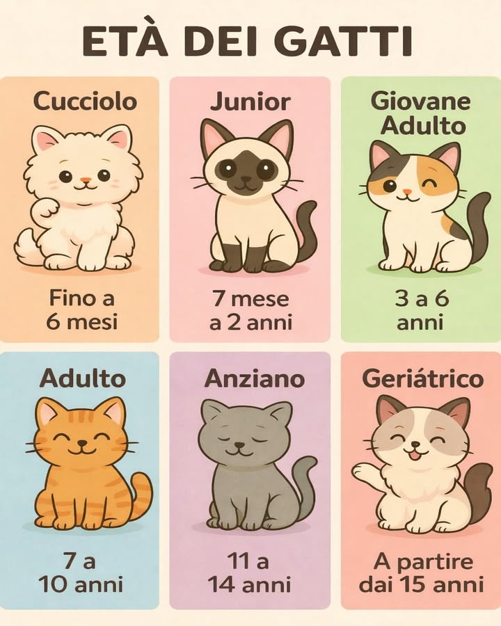 Età dei gatti: conoscere ogni fase della vita 
Ogni gatto attraversa diverse fasi di crescita, ognuna con esigenze specifiche. Riconoscerle aiuta a garantire benessere, equilibrio e cure adeguate nel tempo.
 Cucciolo fino a 6 mesi
Fase di crescita rapida, curiosità intensa e grande bisogno di nutrizione completa e protezione.
 Junior da 7 mesi a 2 anni
Periodo di sviluppo fisico e comportamentale, caratterizzato da energia, gioco e consolidamento delle abitudini.
 Giovane adulto da 3 a 6 anni
Il gatto è nel pieno della forma, con metabolismo stabile e comportamento più equilibrato.
 Adulto da 7 a 10 anni
Inizia una fase di maturità in cui è importante monitorare alimentazione e attività per mantenere il peso ideale.
 Anziano da 11 a 14 anni
Il ritmo rallenta e aumentano le esigenze legate al comfort, alla prevenzione e ai controlli regolari.
懶 Geriatrico dai 15 anni in poi
Richiede attenzioni mirate, ambienti tranquilli e cure pensate per supportare mobilità e qualità della vita.
Comprendere le fasi di età del gatto permette di accompagnarlo con consapevolezza, offrendo supporto adeguato in ogni momento della sua vita.