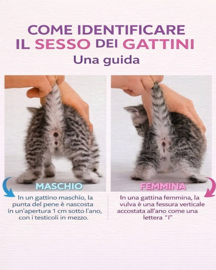 Come identificare il sesso dei gattini 
Riconoscere il sesso di un gattino nei primi giorni di vita può sembrare difficile, ma con attenzione è possibile distinguere alcune differenze anatomiche. È importante maneggiarli con delicatezza e osservare con calma.
  Sollevare la coda con delicatezza
Sostieni il corpo del gattino e alza leggermente la coda per osservare la zona anogenitale, evitando movimenti bruschi.
  Osservare la distanza tra ano e genitali
Nel maschio la distanza è maggiore, circa 1 cm, mentre nella femmina è molto più ridotta.
  Riconoscere il maschio
Nel gattino maschio si nota lano e, più in basso, unapertura rotonda. Tra le due aperture, con la crescita, saranno visibili i testicoli.
  Riconoscere la femmina
Nella gattina femmina lano è molto vicino alla vulva, che appare come una piccola fessura verticale, simile alla forma di una i.
  Considerare letà del gattino
Nei primissimi giorni le differenze possono essere meno evidenti. Con il passare delle settimane diventano più chiare.
Identificare correttamente il sesso aiuta a pianificare cure, sterilizzazione e gestione futura. Unosservazione attenta e rispettosa garantisce il benessere dei piccoli fin dai primi giorni.