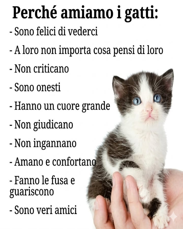 Perché amiamo i gatti 

I gatti arricchiscono la nostra vita con gesti semplici ma profondi. La loro presenza discreta crea un legame autentico e rassicurante.

 Sono felici di vederci
Anche se in modo più riservato, mostrano gioia con piccoli segnali come miagolii o movimenti della coda. È unaccoglienza sincera e spontanea.

 Non si preoccupano dei giudizi
Vivono il momento senza preoccuparsi delle aspettative. Questo li rende naturali e autentici.

懶 Non criticano
Accettano senza condizioni, creando uno spazio sicuro e privo di tensioni.

 Sono onesti
Il loro comportamento riflette sempre ciò che provano. Non nascondono emozioni, rendendo il rapporto trasparente.

 Hanno un cuore grande
Dimostrano affetto nei momenti più semplici, con presenza e vicinanza costante.

 Non giudicano
Stanno accanto alle persone senza preconcetti, offrendo compagnia sincera.

 Non ingannano
La loro fiducia è genuina e si costruisce nel tempo, senza artifici.

 Amano e confortano
La loro presenza calma e rassicura, soprattutto nei momenti di stress.

 Le fusa che fanno stare bene
Il suono delle fusa ha un effetto rilassante e contribuisce al benessere emotivo.

 Sono veri amici
Condividono la quotidianità con discrezione e fedeltà, diventando compagni preziosi.

I gatti insegnano a rallentare, a osservare e a vivere con autenticità, offrendo un affetto silenzioso ma profondo.
