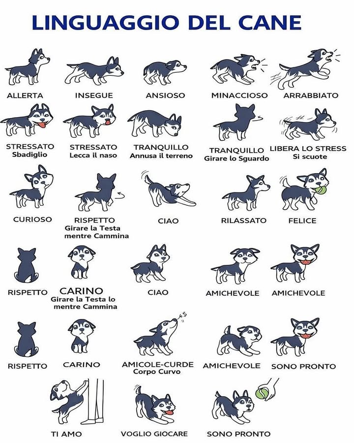 Il linguaggio del cane
I cani comunicano costantemente attraverso posture, movimenti e piccoli gesti. Imparare a leggere il loro linguaggio corporeo permette di capire emozioni, intenzioni e stati danimo.
 Stato di allerta e attenzione
Un corpo teso e lo sguardo fisso indicano vigilanza. Il cane sta osservando qualcosa che considera importante.
 Inseguimento e agitazione
Movimenti rapidi e postura protesa in avanti mostrano eccitazione o attivazione emotiva, spesso legata a stimoli esterni.
 Ansia e stress
Sbadigliare, leccarsi il naso o scuotersi sono segnali di tensione. Il cane sta cercando di calmarsi.
 Comportamento minaccioso o arrabbiato
Ringhiare, irrigidirsi o abbaiare con forza indica disagio o bisogno di spazio.
 Tranquillità e rilassamento
Annusare il terreno o girare lo sguardo sono segnali di calma e di gestione serena della situazione.
 Curiosità
Orecchie attente e postura morbida indicano interesse e voglia di esplorare.
 Rispetto e buone maniere
Girare la testa mentre cammina o sedersi con calma è un segnale di rispetto e comunicazione pacifica.
 Saluto e socialità
Il movimento fluido del corpo e la postura aperta indicano disponibilità allinterazione.
 Amichevolezza e felicità
Coda morbida, corpo rilassato e atteggiamento giocoso mostrano serenità e benessere.
 Voglia di giocare e prontezza
Il cane si abbassa sulle zampe anteriori o resta in attesa concentrata, segnalando entusiasmo e disponibilità.
 Affetto e fiducia
Avvicinarsi, appoggiarsi o saltare dolcemente sono gesti che esprimono legame e sicurezza.
Comprendere il linguaggio del cane aiuta a costruire una relazione basata su rispetto, empatia e comunicazione autentica, migliorando la convivenza e il benessere reciproco ogni giorno.