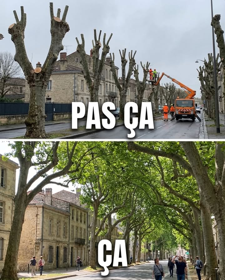Les arbres municipaux taillés en moignons chaque hiver, cest de la mutilation programmée. Pas de feuillage, pas dombre, pas de nidification  juste des chicots qui repoussent en balai et quon recoupera lannée suivante au même prix.

Les arbres laissés avec leur port naturel, cest autre chose. Un platane non taillé développe une couronne de 15 à 20 mètres de diamètre qui ombrage 200 m au sol en été. Le même platane étêté chaque année produit des rejets verticaux sans structure, qui cassent au premier coup de vent et obligent à intervenir en urgence  plus cher que la taille elle-même.

La taille en têtard forcé est le geste le plus coûteux et le plus destructeur de larboriculture urbaine. Chaque coupe rase sur le tronc ouvre une plaie que larbre ne referme jamais complètement. Les champignons lignivores  polypores, armillaire  pénètrent par ces ouvertures et décomposent le bois de cœur de lintérieur. Un arbre étêté dix années de suite est souvent creux à vingt ans  et cest cet arbre affaibli que la mairie déclare  dangereux  pour justifier labattage. La taille a créé le danger quelle prétendait prévenir.

Un arbre avec son port naturel vit deux à trois fois plus longtemps quun arbre étêté. Il produit plus de biomasse foliaire, absorbe plus de CO2, intercepte plus deau de pluie et abrite plus de cavités de nidification pour les mésanges, les sittelles, les chouettes et les chauves-souris. Chaque étêtage supprime les branches maîtresses où ces espèces nichaient  le couple de mésanges bleues qui occupait la cavité dun vieux platane ne retrouvera pas de site équivalent dans un arbre recépé.

Plusieurs villes françaises sont passées à la taille douce  suppression uniquement du bois mort et des branches interférentes, respect de la structure de larbre, interventions espacées de trois à cinq ans au lieu de chaque année. Le résultat : des arbres plus beaux, plus sains, plus sûrs et un budget dentretien divisé par deux à trois sur dix ans.

Létêtage, cest une habitude. Larbre libre, cest un patrimoine qui grandit au lieu de mourir à chaque passage de la tronçonneuse.

#ArbreUrbain #TailleDouce #StopÉtêtage #BiodiversitéEnVille