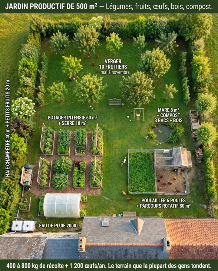 Cinq cents mètres carrés, cest la taille standard dun terrain de maison individuelle en zone rurale ou périurbaine. La plupart des propriétaires y mettent 400 m de pelouse tondue chaque semaine, une haie de thuyas sur trois côtés, un abri de jardin fermé à clé et un coin barbecue. Quatre cents mètres carrés de gazon ras qui ne nourrissent personne, ne produisent rien et coûtent 40 heures de tonte par an. Avec le même terrain et un plan par zones, les 500 m atteignent une autonomie quasi complète en légumes, en fruits, en œufs et en bois de chauffage dappoint  avec encore assez despace pour une terrasse, un coin détente et une pelouse de jeu pour les enfants.

Le principe à 500 m est le même quà 200 m  le zonage concentrique par intensité  mais lespace supplémentaire permet trois ajouts décisifs : un verger complet qui couvre les fruits de mai à novembre, un poulailler avec rotation de parcours qui boucle le cycle de fertilité, et une haie champêtre de 40 mètres linéaires qui remplace la clôture morte par un corridor de biodiversité productif.

ZONE 1  LE POTAGER INTENSIF 60 m

Huit planches surélevées de 120  300 cm en double rotation  chaque planche produit deux à trois cultures par an. Le potager de 60 m bien conduit en rotation intensive produit entre 150 et 250 kg de légumes par saison  la totalité des besoins dune famille de quatre personnes en légumes frais de mars à novembre, avec un surplus pour la conservation congélation, lactofermentation, séchage.

Le châssis froid contre le mur sud sagrandit  deux fenêtres de récupération côte à côte sur un cadre de planches produisent un châssis de 2 m qui démarre les tomates, les courgettes et les poivrons six semaines avant la pleine terre. Une serre froide tunnel de 3  6 m 18 m, entre 200 et 400 euros en kit est linvestissement le plus rentable du terrain  elle avance la saison de six semaines au printemps, la prolonge de six semaines en automne et permet la culture de tomates sous abri pas de mildiou, doublement de la production par pied.

La table de rempotage avec un évier extérieur alimenté par la cuve deau de pluie devient une station de travail permanente  rempotage, semis, repiquage, lavage des légumes. Placer cette station entre le potager et la cuisine  le trajet le plus court est celui qui sera parcouru le plus souvent.

ZONE 2  LE POULAILLER ET LE PARCOURS ROTATIF 80 m

Six poules pondeuses dans un poulailler fixe de 3 m avec un parcours divisé en trois sections de 25 m chacune. Les poules occupent une section pendant trois semaines  le temps de dévorer les herbes, de gratter la surface, de fertiliser le sol et déliminer les larves et les limaces. Puis elles passent à la section suivante. La section libérée est semée immédiatement en engrais vert moutarde, phacélie qui repousse pendant les six semaines de repos. Quand les poules reviennent, lengrais vert est au stade idéal pour être enfoui par leur grattage  un cycle de fertilité qui sauto-entretient sans aucun apport extérieur.

Six poules produisent entre 1 200 et 1 500 œufs par an  plus que les besoins dune famille de quatre personnes. Le surplus séchange avec les voisins contre des produits que le jardin ne fournit pas. Le fumier composté pendant trois mois devient le meilleur engrais du potager  plus riche en azote et en phosphore que nimporte quel produit commercial.

Les canards coureurs deux à trois individus ajoutés au poulailler patrouillent le jardin en journée et éliminent les limaces  entre 150 et 200 par jour et par canard. Leur fumier est moins concentré que celui des poules et peut être épandu directement au pied des arbres sans compostage.

ZONE 3  LE VERGER 100 m

Dix fruitiers en haute-tige ou demi-tige espacés de 5 à 6 mètres forment un verger productif au fond du terrain. Le choix despèces vise létalement de la récolte sur six mois :

Mai-juin : cerisier variété Burlat ou Napoléon  15 à 30 kg par arbre adulte. Juin-juillet : abricotier variété Bergeron en climat de Loire ou plus sud  20 à 40 kg. Juillet-août : prunier Reine Claude dorée ou Quetsche dAlsace  20 à 40 kg, pêcher variété résistante à la cloque : Morton ou Sanguine de Savoie. Août-septembre : figuier Goutte dOr ou Violette de Solliès  10 à 30 kg, deux récoltes en climat méridional. Septembre-octobre : pommier deux variétés complémentaires  une précoce type Reine des Reinettes et une tardive type Reinette Clochard, total 40 à 80 kg. Octobre-novembre : poirier Conférence ou Doyenné du Comice  30 à 60 kg, cognassier un seul arbre suffit  20 à 40 kg de coings pour les gelées et les pâtes de fruit.

Le sol sous le verger est semé de trèfle blanc permanent  fixation dazote, couvre-sol anti-adventices, fourrage pour les poules en rotation. Les poules libérées sous le verger en automne mangent les fruits tombés cycle de la mouche de la cerise et du carpocapse du pommier interrompu, les larves dans le sol et les limaces.

ZONE 4  LA HAIE CHAMPÊTRE 40 mètres linéaires

La haie remplace les thuyas sur les trois côtés du terrain  environ 40 mètres linéaires plantés en mélange. Aubépine, prunellier, sureau noir, cornouiller sanguin, noisetier, églantier, viorne obier. Chaque mètre linéaire produit des baies prunelles, sureau, cornouilles, cynorrhodons, noisettes, des fleurs pour les pollinisateurs de mars à juillet, et des sites de nidification pour les oiseaux. La haie se taille une seule fois par an en février  la moitié du coût dentretien des thuyas.

Le long de la haie côté intérieur : 20 mètres linéaires de petits fruits palissés  framboisiers 10 m, production de 30 à 50 kg, mûres sans épines 5 m, 15 à 25 kg, groseilliers et cassissiers en cordon 5 m, 5 à 10 kg.

ZONE 5  LA MARE, LE COMPOST ET LE BOIS 40 m

La mare de 6 à 8 m attire grenouilles, crapauds, tritons et libellules  les prédateurs de limaces et de moustiques. Le compost à trois bacs frais, en cours, mûr traite la totalité des déchets organiques du jardin, du poulailler et de la cuisine. Un tas de bois mort de 2  1 m  bûches, branches, souches  héberge le lucane cerf-volant, les staphylins, les forficules et fournit un abri dhibernation au hérisson.

Un espace de 10 m en fond de terrain planté de deux à trois saules têtards fournit du bois de chauffage dappoint en rotation  un saule en cépée produit du bois de chauffage rechargeable tous les trois ans sans abattre larbre.

ZONE 6  LA RÉCUPÉRATION DEAU deux cuves de 1 000 litres

Un toit de 80 m collecte environ 56 000 litres de pluie par an en climat français moyen. Deux cuves IBC de 1 000 litres connectées en série à la gouttière couvrent les besoins darrosage du potager et du poulailler de mai à septembre  les années normales, le robinet ne sert quen canicule prolongée.

ZONE RÉSIDUELLE  LA PELOUSE DE VIE 60 à 80 m

La pelouse restante est tondue haute à 8 cm, semée de trèfle blanc et de pâquerettes  pas un gazon ras mais une prairie courte praticable. Un passage tondu court serpente entre les zones pour le déplacement quotidien. La pelouse de jeu pour les enfants est au centre  visible depuis la cuisine, entourée de production, vivante.

PRODUCTION ANNUELLE ESTIMÉE :

Légumes 60 m potager  18 m serre : 200 à 350 kg. Fruits verger 10 arbres : 150 à 350 kg. Petits fruits 20 m linéaires : 50 à 85 kg. Œufs 6 poules : 1 200 à 1 500 unités. Compost produit : 500 à 800 kg. Bois de chauffage dappoint saules en cépée : 1 à 2 stères tous les 3 ans.

Le terrain de 500 m ne rend pas une famille autosuffisante en tout  les céréales, les produits laitiers, la viande sauf si les poules sont réformées en poule au pot restent des achats. Mais la facture alimentaire en légumes, fruits et œufs tombe à zéro de mars à novembre  et le surplus de production est un atout social échange entre voisins, paniers donnés, conserves offertes qui crée du lien autant que de la nourriture.

Cinq cents mètres carrés, cest le terrain que la plupart des Français tondent chaque semaine en se disant quils nont pas de place pour un potager. Ils ont la place pour une ferme.

#Terrain500m2 #MicroFerme #AutonomieAlimentaire #JardinProductif #PermacultureFamiliale