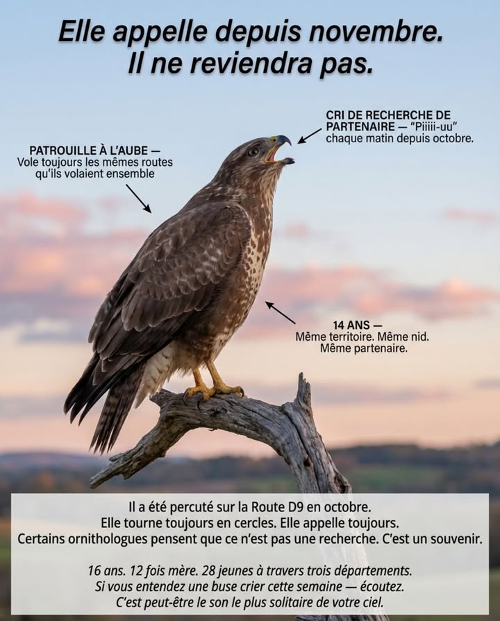 Elle appelle depuis novembre. Il ne reviendra pas.

Vous avez déjà entendu ce son. Un cri aigu et pleurnichard dans le ciel  long, clair, impossible à ignorer.

La plupart des gens pensent que cest un cri de chasse. Ce nest pas le cas.

En fin dhiver, les Buses variables commencent à annoncer leur territoire et leur statut reproducteur. Le cri “piiiii-uu” porte sur plus de 1,5 km. Il indique aux autres buses que cette zone est occupée et aide les partenaires à se localiser sur de grandes distances.

Elles le répètent depuis les mêmes arbres et les mêmes routes aériennes chaque matin car leurs territoires ne changent pas beaucoup dannée en année. Ce qui semble aléatoire pour nous est en fait un paysage cartographié dans lesprit de loiseau  champs à chasser, thermiques à survoler, sites de nidification sûrs.

Cest pourquoi vous lentendez souvent à laube. Lair est plus calme et le son voyage plus loin.

Elle appelait avec lui pendant 14 ans. Même territoire. Même nid. Même partenaire.

Il a été percuté sur une route départementale en octobre. Elle tourne toujours en cercles. Elle appelle toujours.

Certains ornithologues pensent que ce nest pas une recherche. Cest un souvenir.

16 ans. 12 fois mère. 28 jeunes à travers trois départements.

Si vous entendez une buse crier cette semaine  écoutez. Cest peut-être le son le plus solitaire de votre ciel.

礪

#BuseVariable #ComportementAnimal #RapacesDiurnes