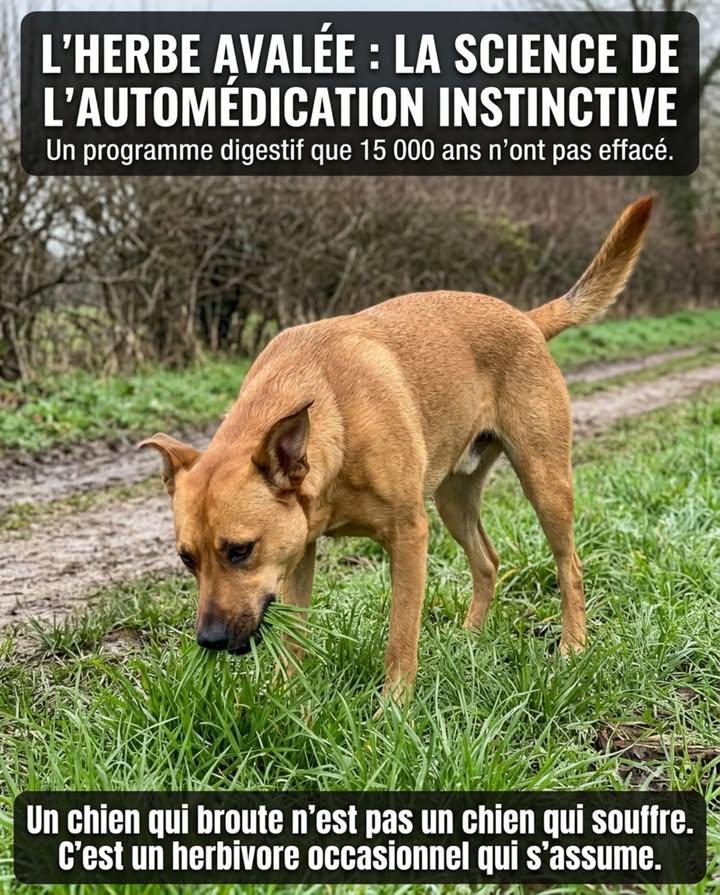 Lherbe avalée : la science de lautomédication instinctive

Un chien qui mange de lherbe nest pas un chien malade qui cherche à vomir. Cest un programme digestif ancestral qui tourne en arrière-plan  que le chien vomisse après ou non.

Lherbe contient des fibres insolubles que lalimentation sèche industrielle napporte pas. Les canidés sauvages ingèrent régulièrement des matières végétales  pas par accident, mais via les contenus stomacaux de leurs proies herbivores. Le chien domestique a conservé ce besoin de fibres végétales sans avoir accès aux proies entières.

Moins de 25 % des chiens qui mangent de lherbe vomissent ensuite. Ce chiffre, établi par une étude de lUniversité de Californie Davis, invalide lidée que le chien mange de lherbe pour se purger. La majorité ingèrent de lherbe de façon régulière, sans détresse, sans vomissement  comme un complément fibres spontané.

Lherbe fraîche de printemps est particulièrement recherchée parce quelle concentre les enzymes digestives actives avant la montée en sève. Mars et avril sont les mois de pic du comportement  ce nest pas une coïncidence.

La seule vigilance justifiée : sassurer que lherbe consommée na pas été traitée aux herbicides ou aux pesticides dans les 48 heures précédentes.

Un chien qui broute nest pas un chien qui souffre. Cest un herbivore occasionnel qui sassume.

#ComportementCanin #AutomédicationCanine #ChienNaturel #ÉthologieAnimale #ScienceCanine