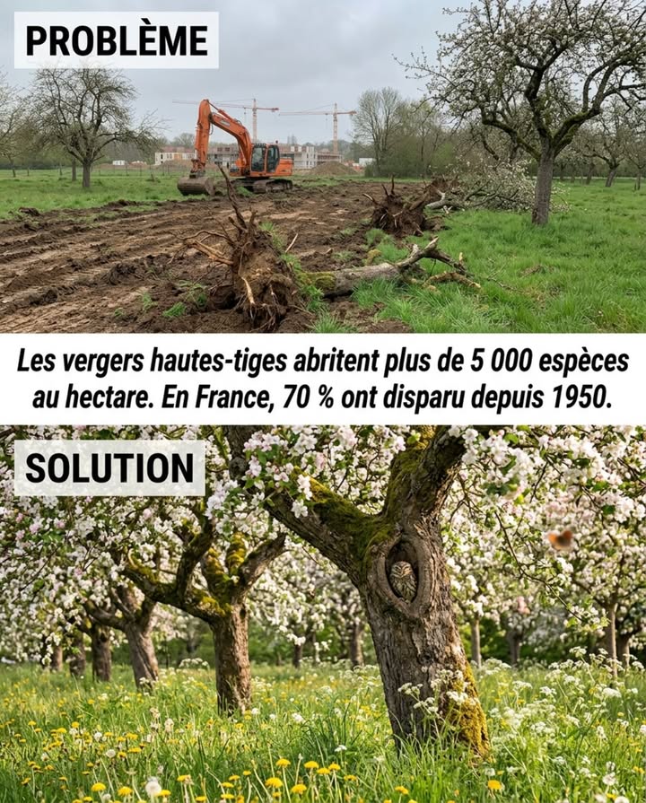 Un verger de hautes-tiges de plus de 50 ans abrite documentée plus de 5 000 espèces au hectare. Une plantation basse-tige intensive en compte 3 à 5. Lune remplace lautre économiquement  pas écologiquement. 

La France a perdu plus de 70 % de ses vergers hautes-tiges depuis les années 1950. Ce qui disparaît avec chaque arbre abattu : les cavités qui permettent à la chevêche dAthéna, au torcol fourmilier et à la chauve-souris de se reproduire.

Un pommier hautes-tiges met 40 à 60 ans pour développer les cavités nécessaires. Un arbre planté aujourdhui ne servira dhabitat quen 2070. 

Ce qui peut être fait dans un jardin privé : un seul vieux fruitier non abattu, une prairie haute non tondue dessous, un nichoir à chevêche fixé à 3 mètres.

#VergerHautesTiges #BiodiversitéVerger #ChevêcheAthéna #JardinNaturel