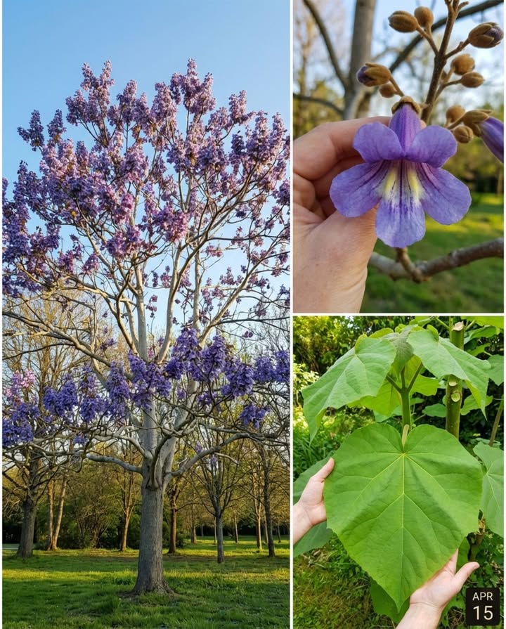 Le paulownia fleurit avant davoir ses feuilles. En avril, des grappes de trompettes bleu-violet apparaissent sur du bois nu  larbre entier se couvre de fleurs sans quune seule feuille ne soit sortie. Leffet est si improbable que la plupart des passants sarrêtent pour vérifier que larbre est bien vivant. 

Cest larbre le plus rapide dEurope. Un paulownia planté en mars peut atteindre 3 mètres en une seule saison de croissance sur un sol riche et arrosé. À cinq ans, il dépasse 8 mètres. À dix ans, il forme un arbre mature de 12 à 15 mètres avec un tronc de 30 cm de diamètre. Aucune autre espèce feuillue tempérée ne produit autant de biomasse aussi vite.

Les feuilles confirment le caractère excessif de cet arbre. Sur un sujet jeune taillé en cépée  coupé chaque hiver à 30 cm du sol  les feuilles atteignent 50 à 70 cm de diamètre. De vraies feuilles tropicales sur un arbre qui résiste à moins 15C. Cette technique de cépée sacrifie la floraison mais produit un feuillage spectaculaire qui transforme nimporte quel jardin en décor subtropical.

La floraison se prépare un an à lavance. Les boutons floraux se forment en automne à lextrémité des branches et passent lhiver exposés au froid sous forme de bourgeons veloutés brun-roux. Un hiver trop rigoureux  en dessous de moins 15C  détruit les boutons et la floraison de lannée suivante est compromise. Cest pourquoi le paulownia fleurit spectaculairement dans le sud et le centre de la France mais plus aléatoirement au nord de la Loire.

Les fleurs en trompette de 5 à 7 cm dégagent un parfum de vanille qui porte à plusieurs mètres. Elles apparaissent en grappes dressées de 30 cm avant les feuilles  le contraste violet sur ciel bleu davril est photographié plus souvent que celui de nimporte quel cerisier.

Après la floraison, des capsules ligneuses ovales de 3 cm persistent sur larbre et libèrent des milliers de graines ailées minuscules. Le paulownia se ressème facilement en climat doux  surveiller les semis spontanés dans les fissures de murs et les terrains vagues pour éviter une colonisation indésirable.

Rusticité : moins 15C à moins 20C selon les variétés. Paulownia tomentosa est le plus rustique. Les variétés sélectionnées pour la biomasse comme Paulownia elongata sont moins rustiques et moins adaptées au nord.

Sol : profond, bien drainé, riche. Le paulownia déteste largile compacte et les sols gorgés deau. En sol léger et fertile, sa croissance est explosive. En sol lourd, il survit mais perd son avantage de vitesse.

En pot de 100 litres, le paulownia peut être conduit en cépée annuelle pour le feuillage géant  couper chaque mars à la base, laisser repartir une seule tige. Le résultat est une tige unique de 2 à 3 mètres portant cinq à six feuilles de 50 cm en éventail. Leffet est architectural et saisissant sur une terrasse.

Le paulownia est larbre de ceux qui nont pas la patience dattendre quinze ans. Il donne tout, tout de suite  fleurs, ombre, feuillage, spectacle  comme sil savait que dans un jardin, la vie est courte. 

#Paulownia #ArbreRapide #FloraisonSpectaculaire #ArbresDeJardin